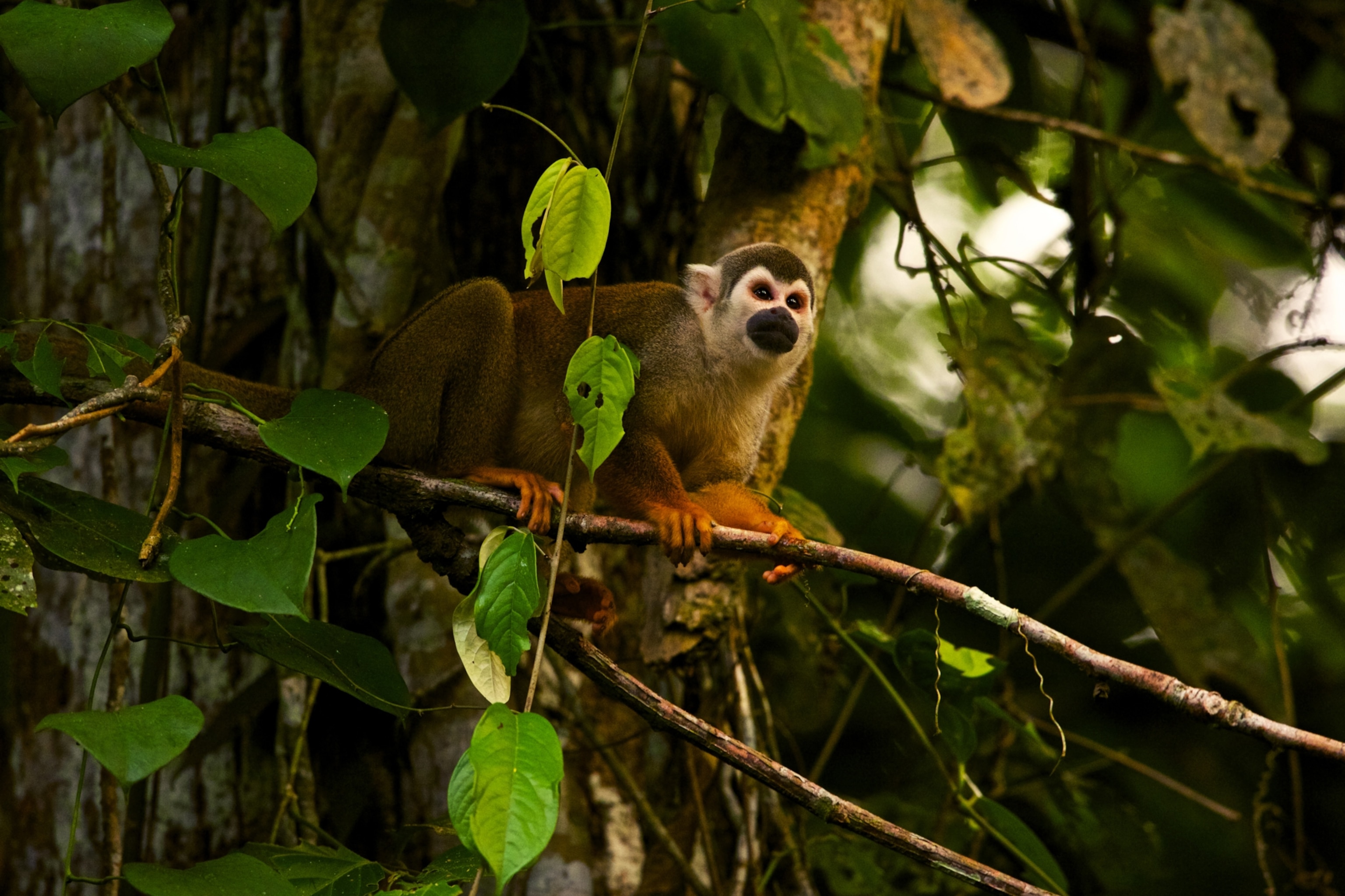 A squirrel monkey amongst the trees in Yasuni National Park