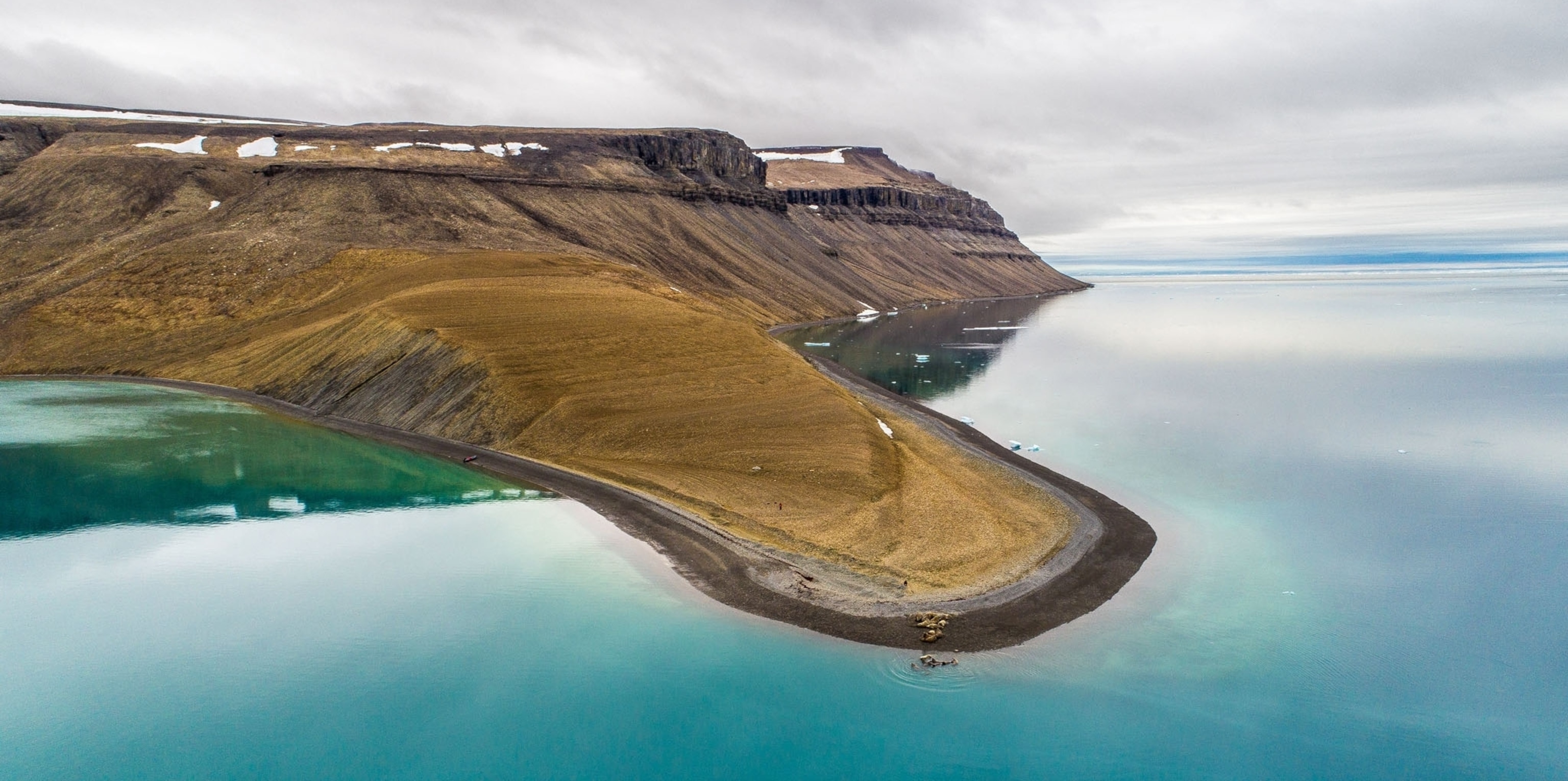 walruses flop ashore on a ice free island.