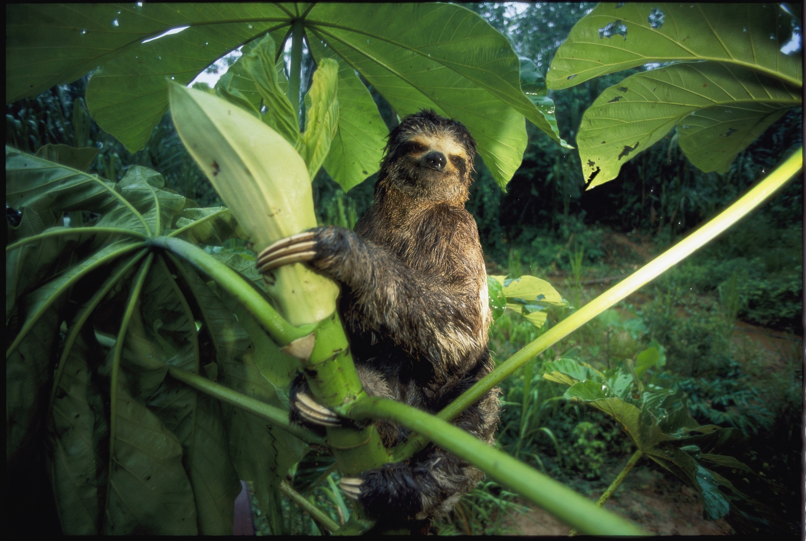 a sloth