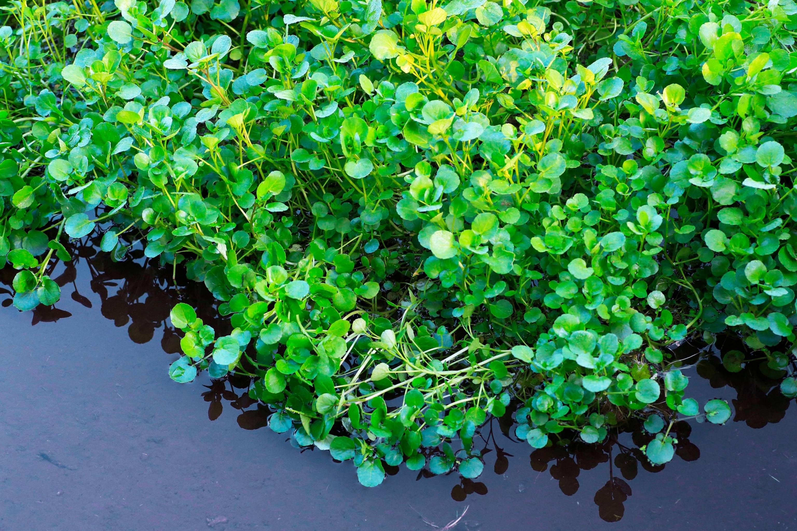 Picture of green plant floating in water.