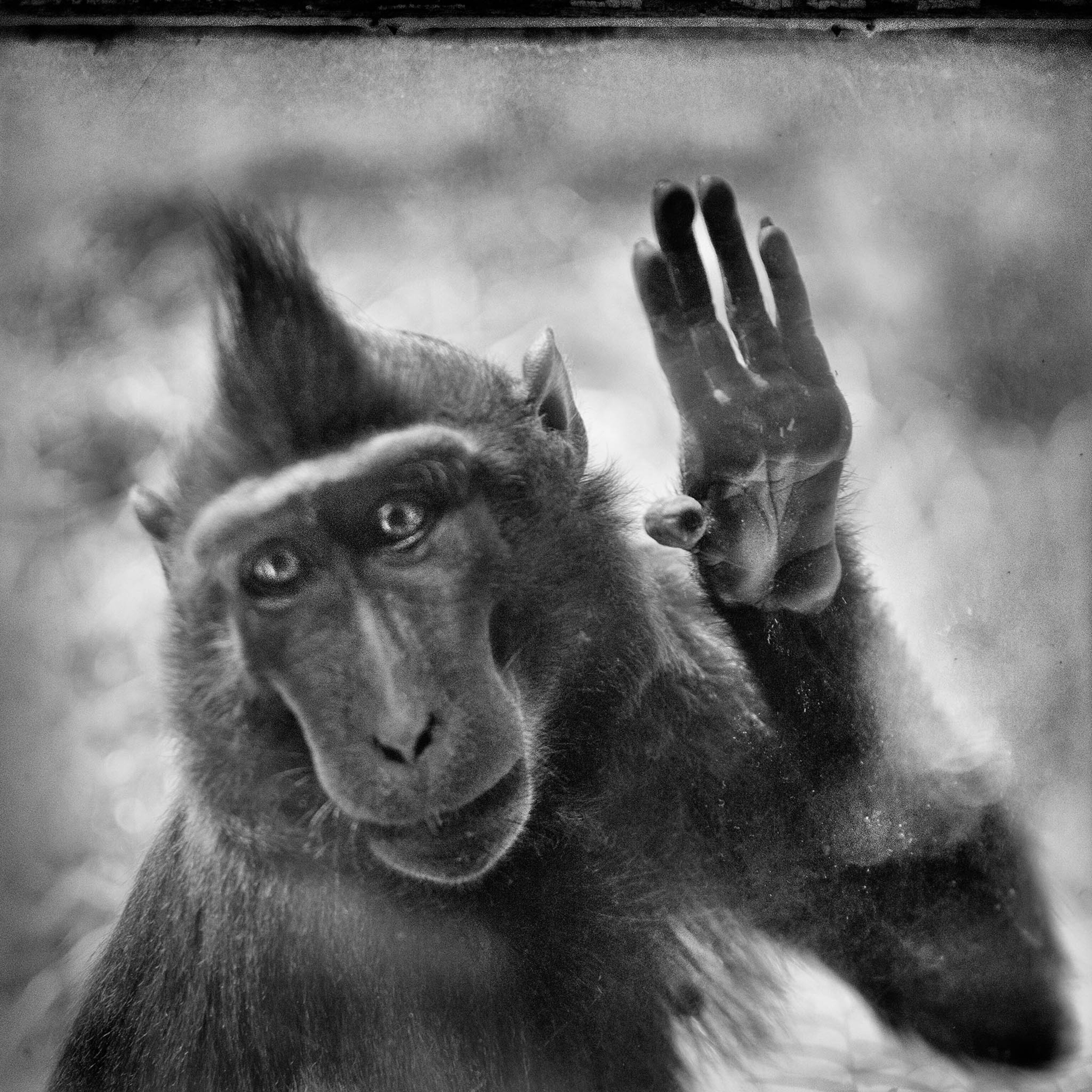 a macaque in a zoo enclosure