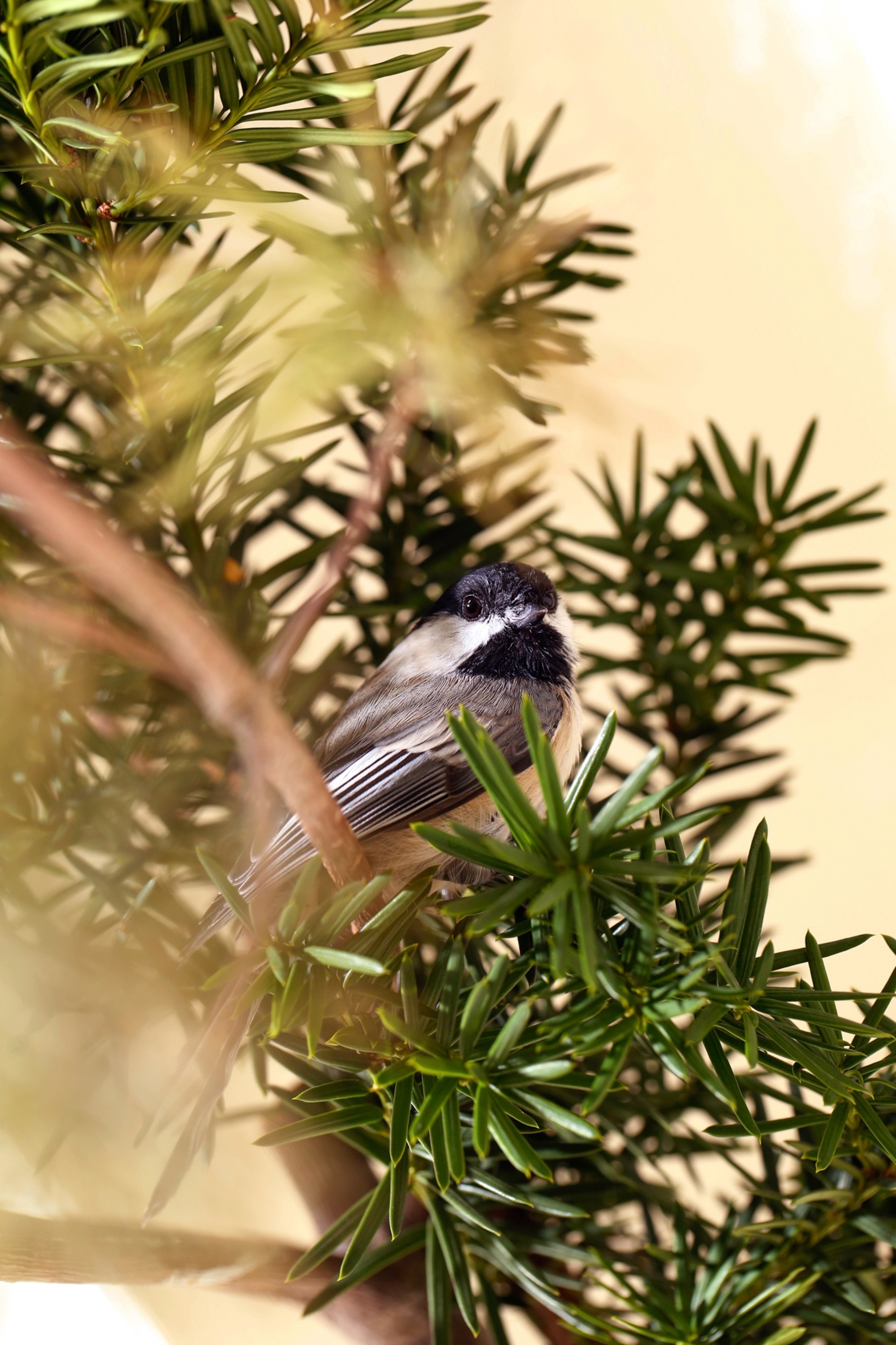 a bird in captivity sitting on a pine tree