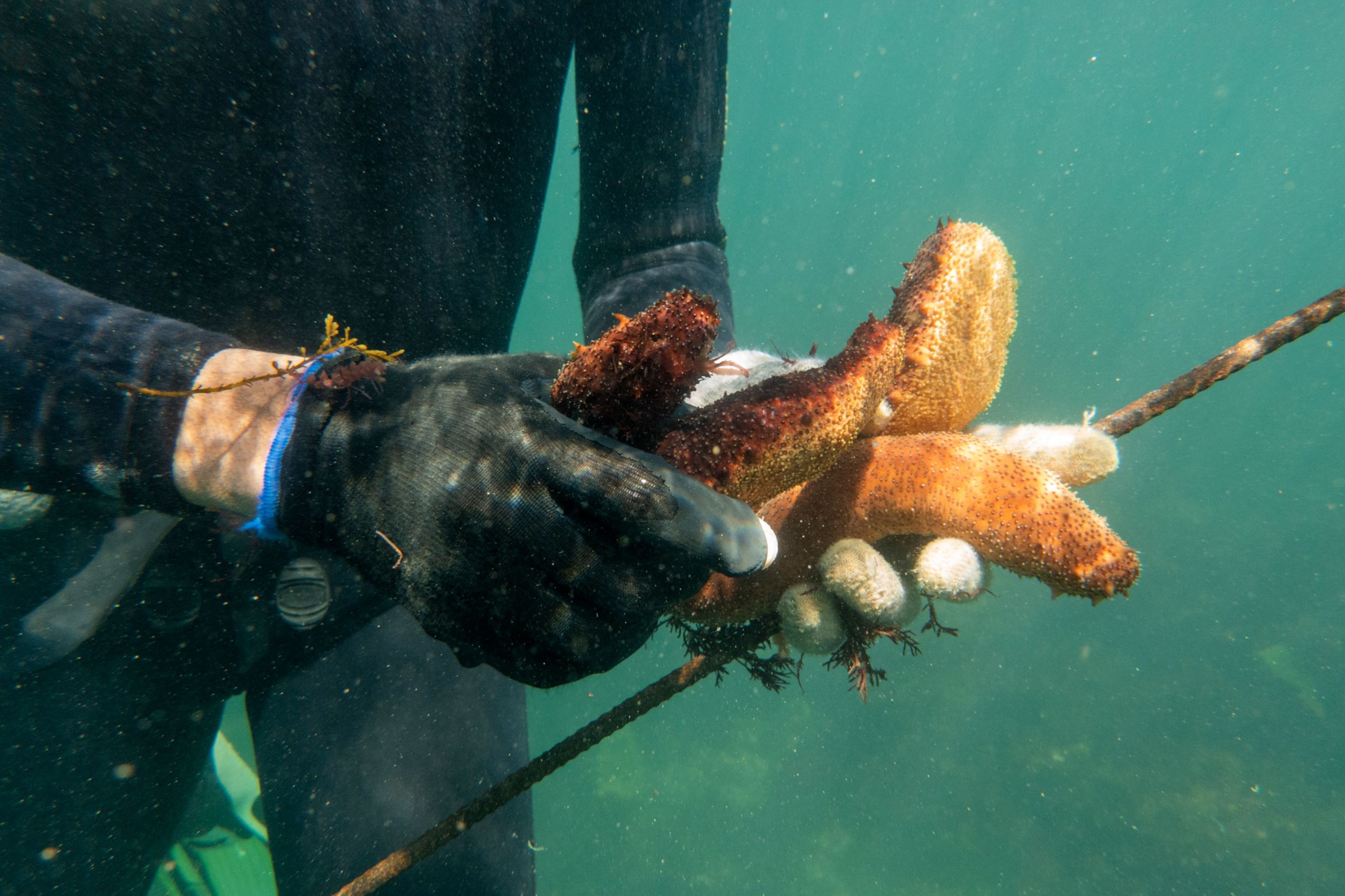 a diver holding sea cucumbers in Morocco