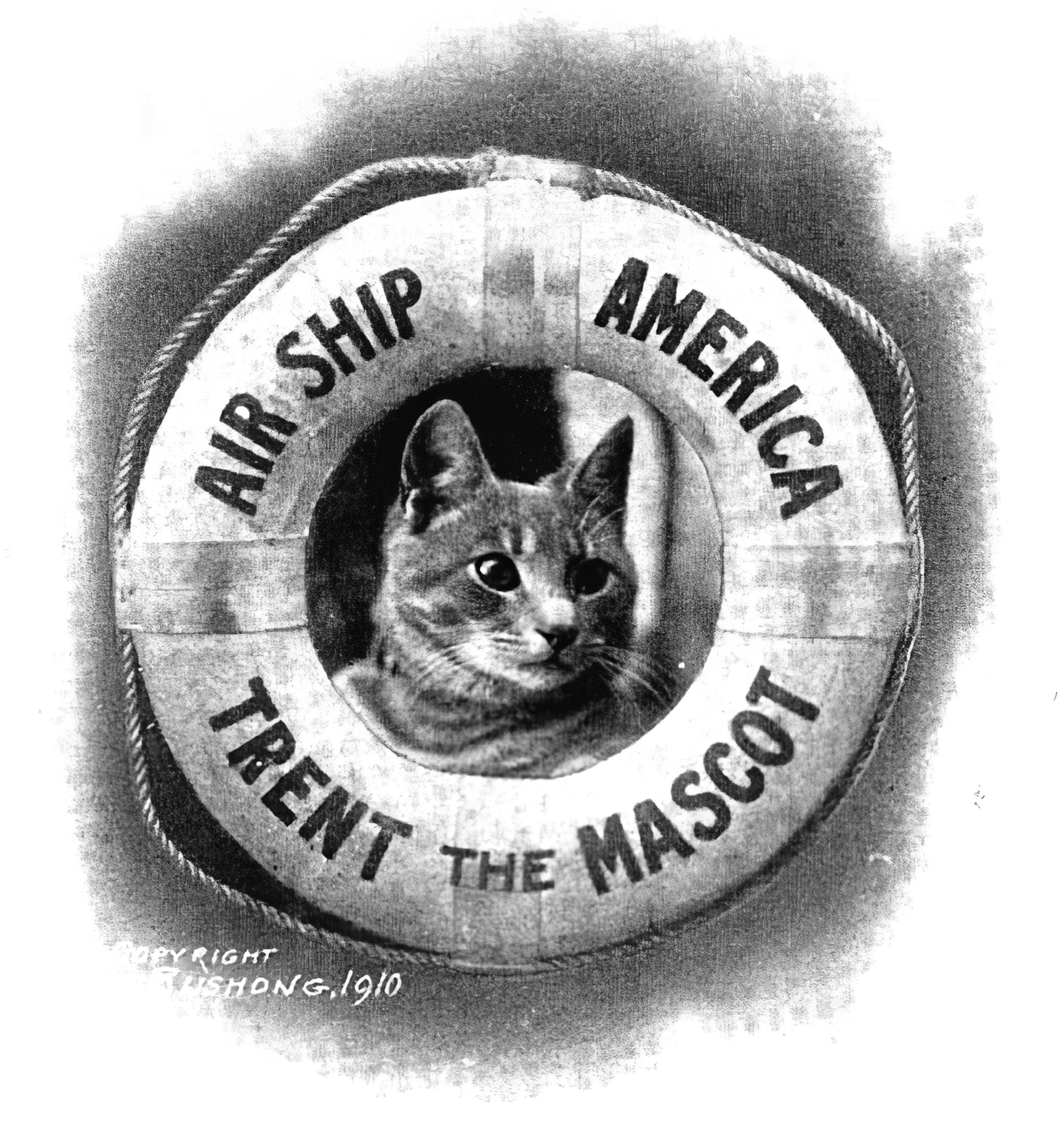 Photo of cat's face inside lifesaver float