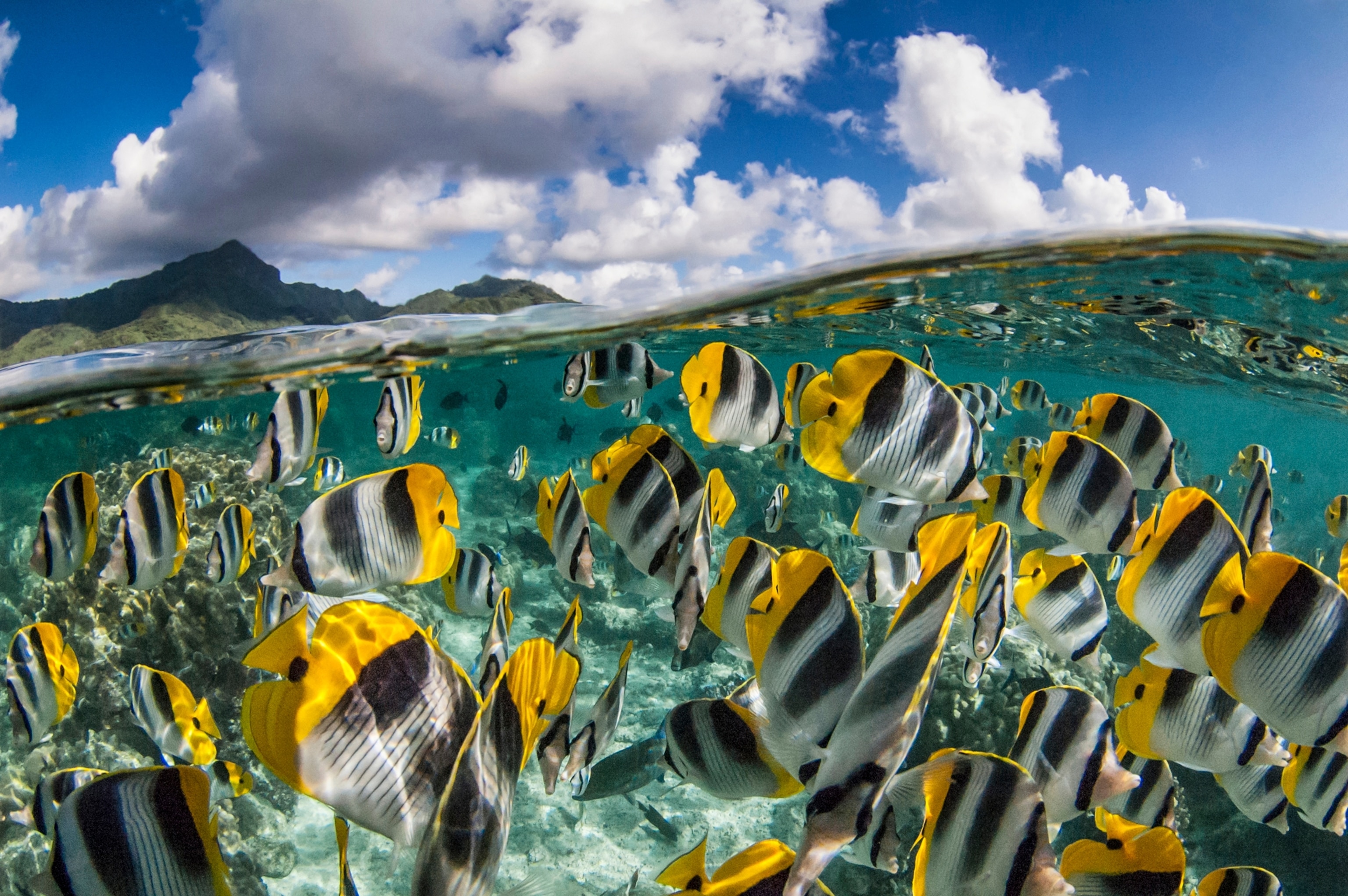 Pacific Double-saddle Butterflyfish in the Tuamotu Islands, French Polynesia