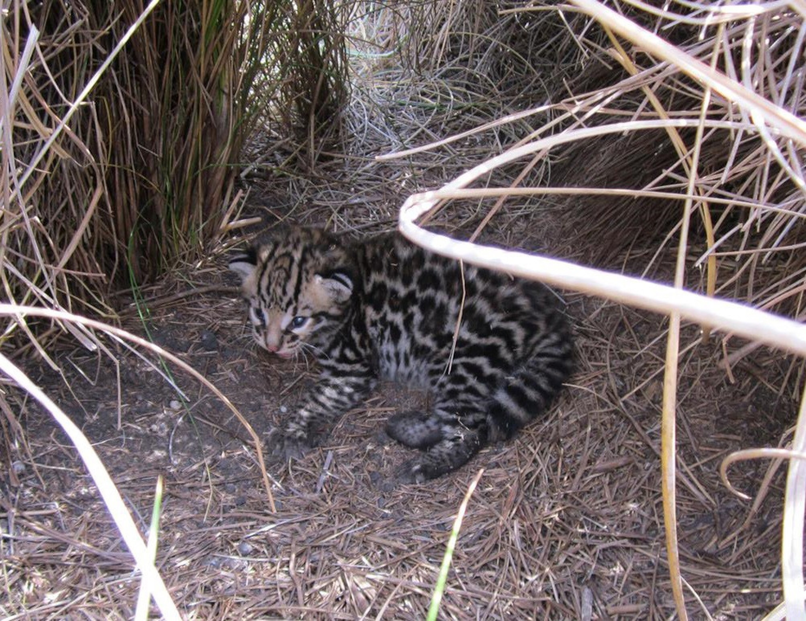 ocelot