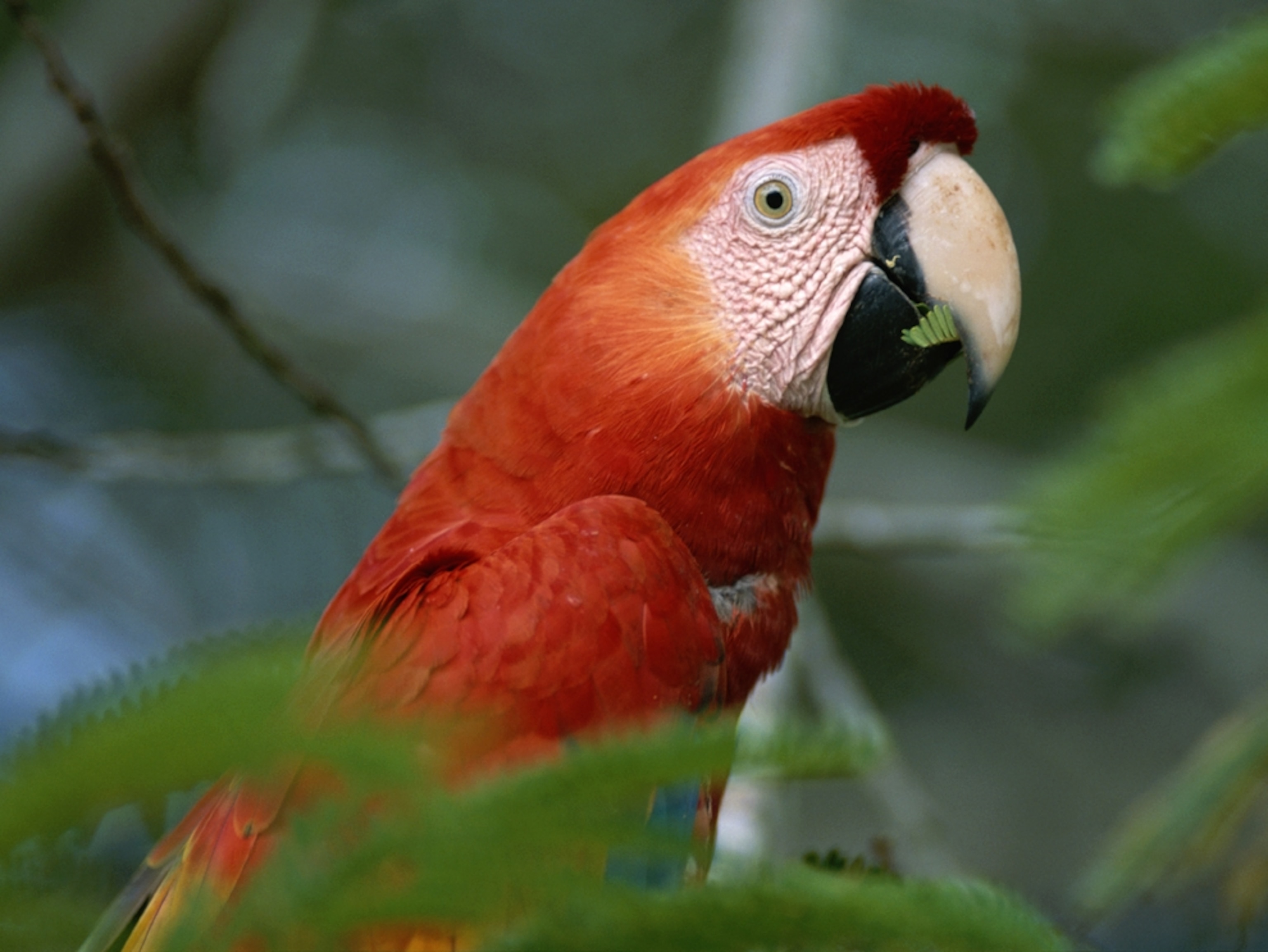 a close view of a scarlet macaw in profile
