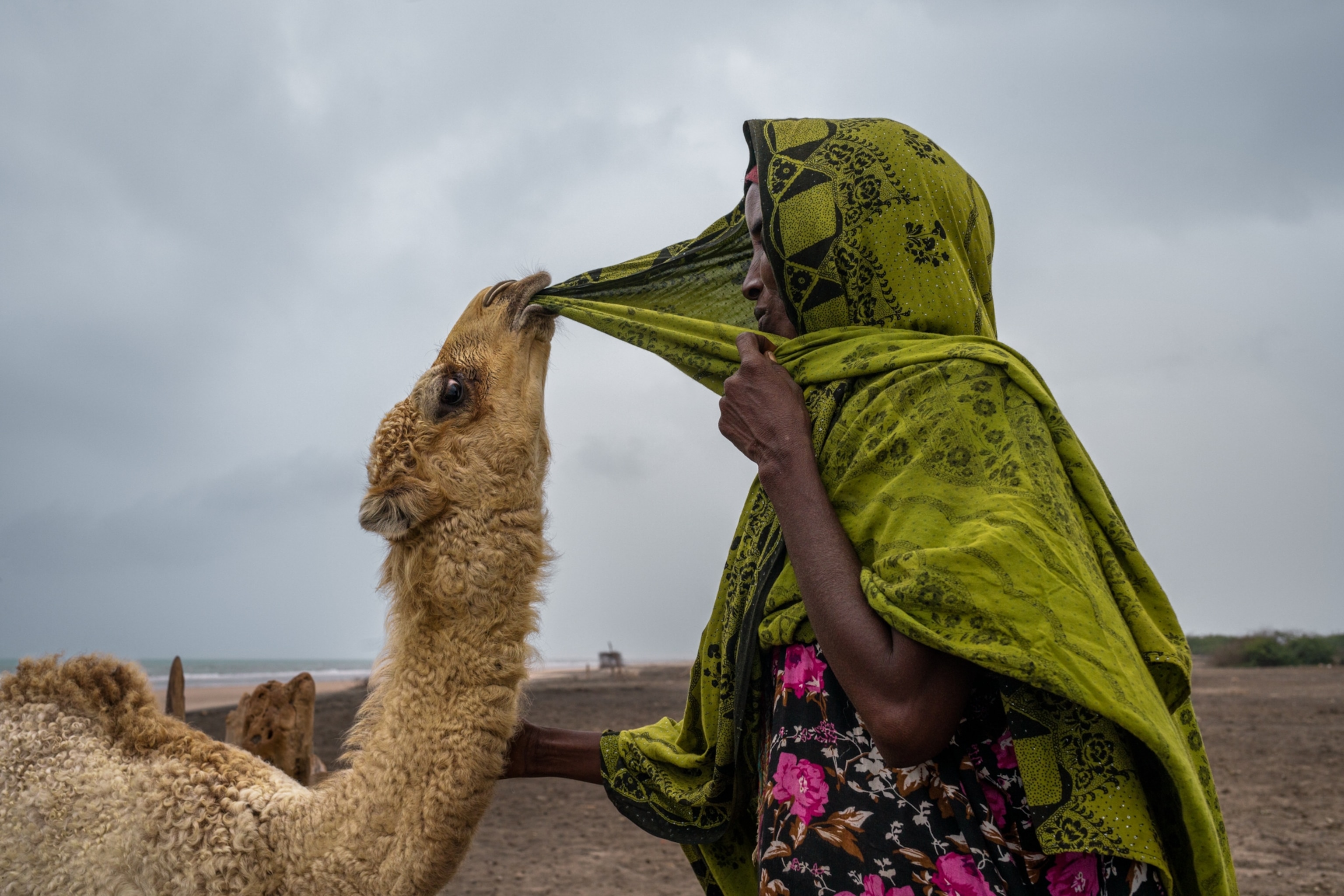 a camel pulling on a womans green headscarf with its teeth