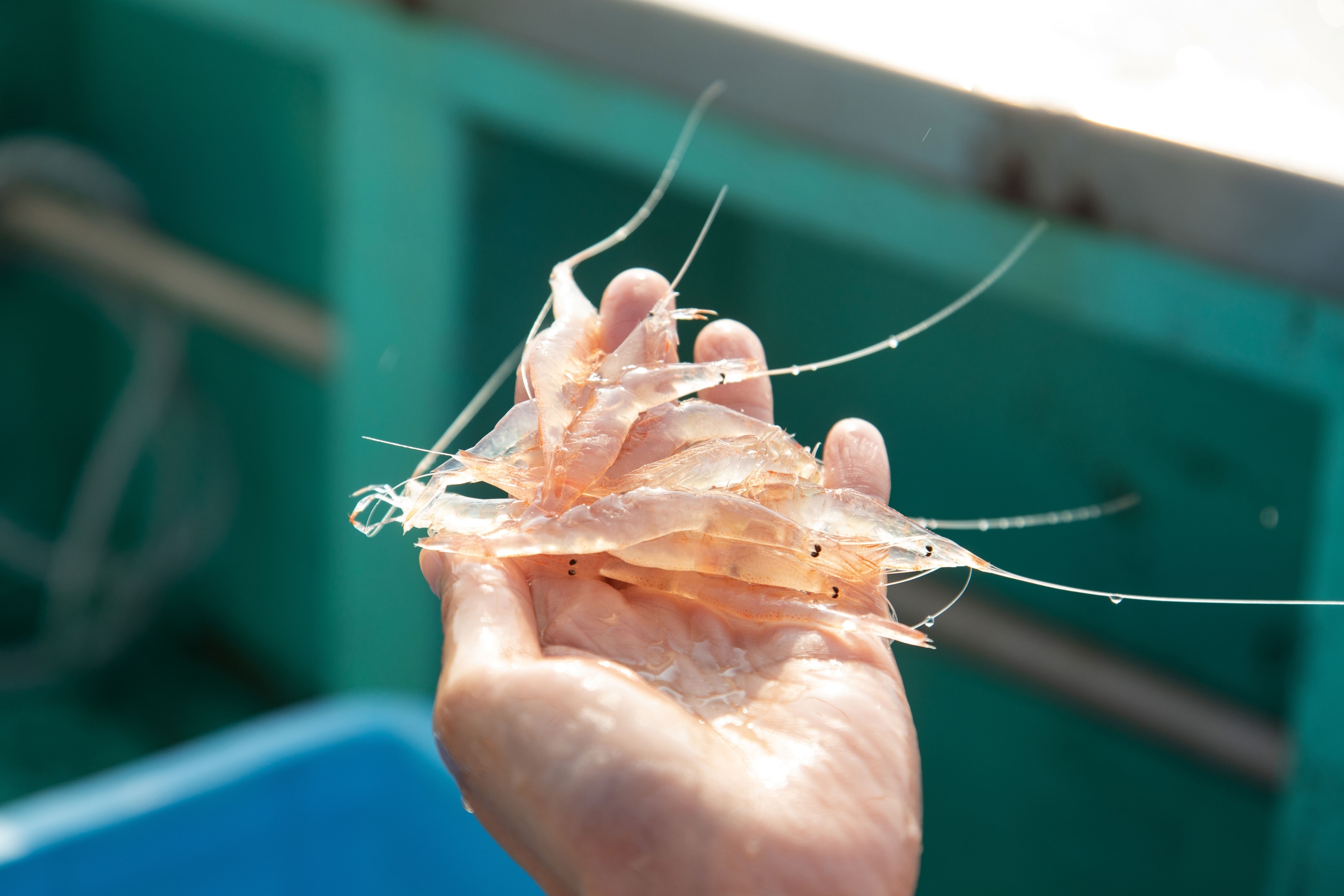 close up image of glass shrimp in fisherman's hand
