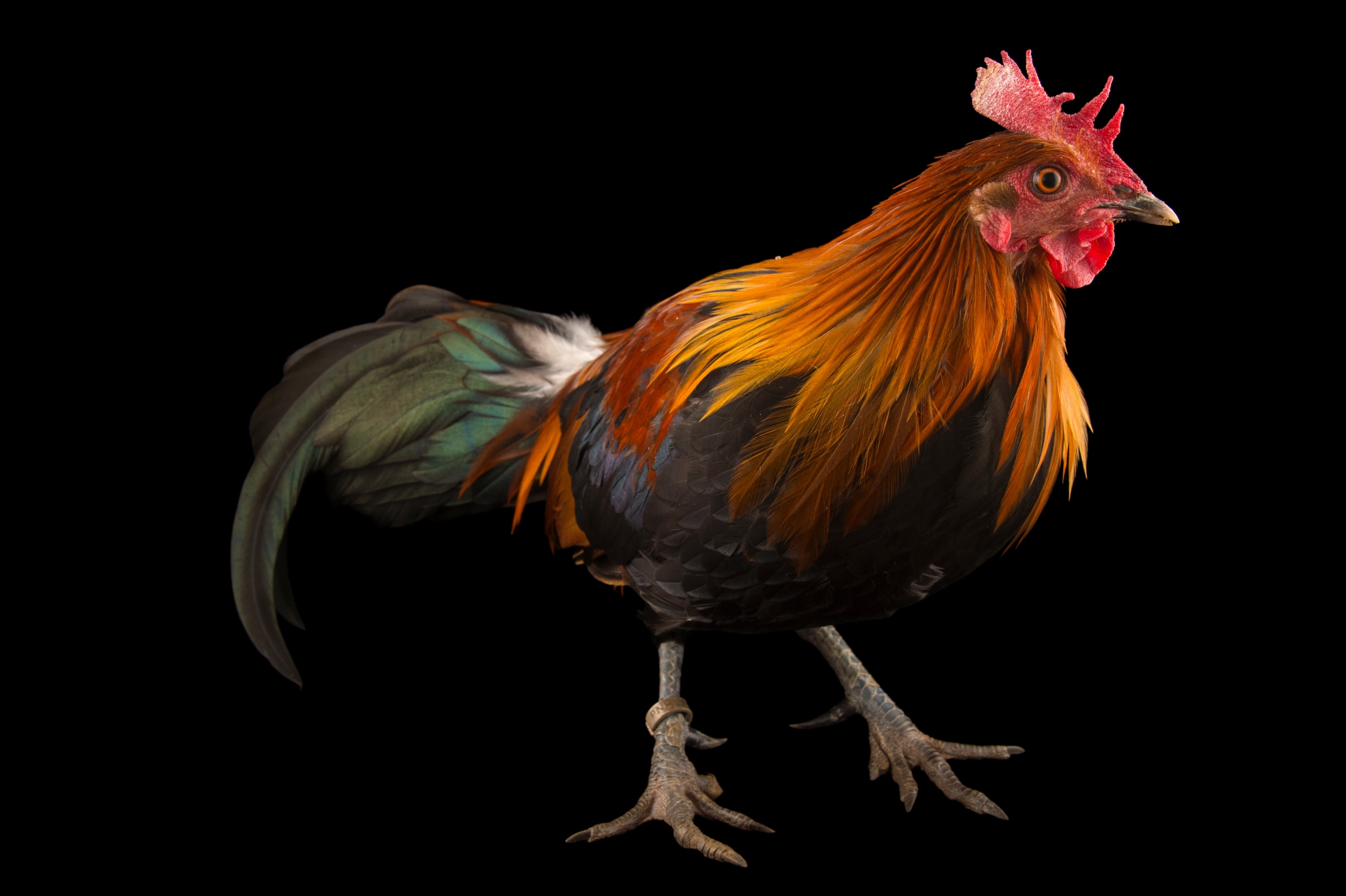 A male fowl stands with shiny ombré of orange feathers from head the torso and black to green feathers along the rest of it's body.