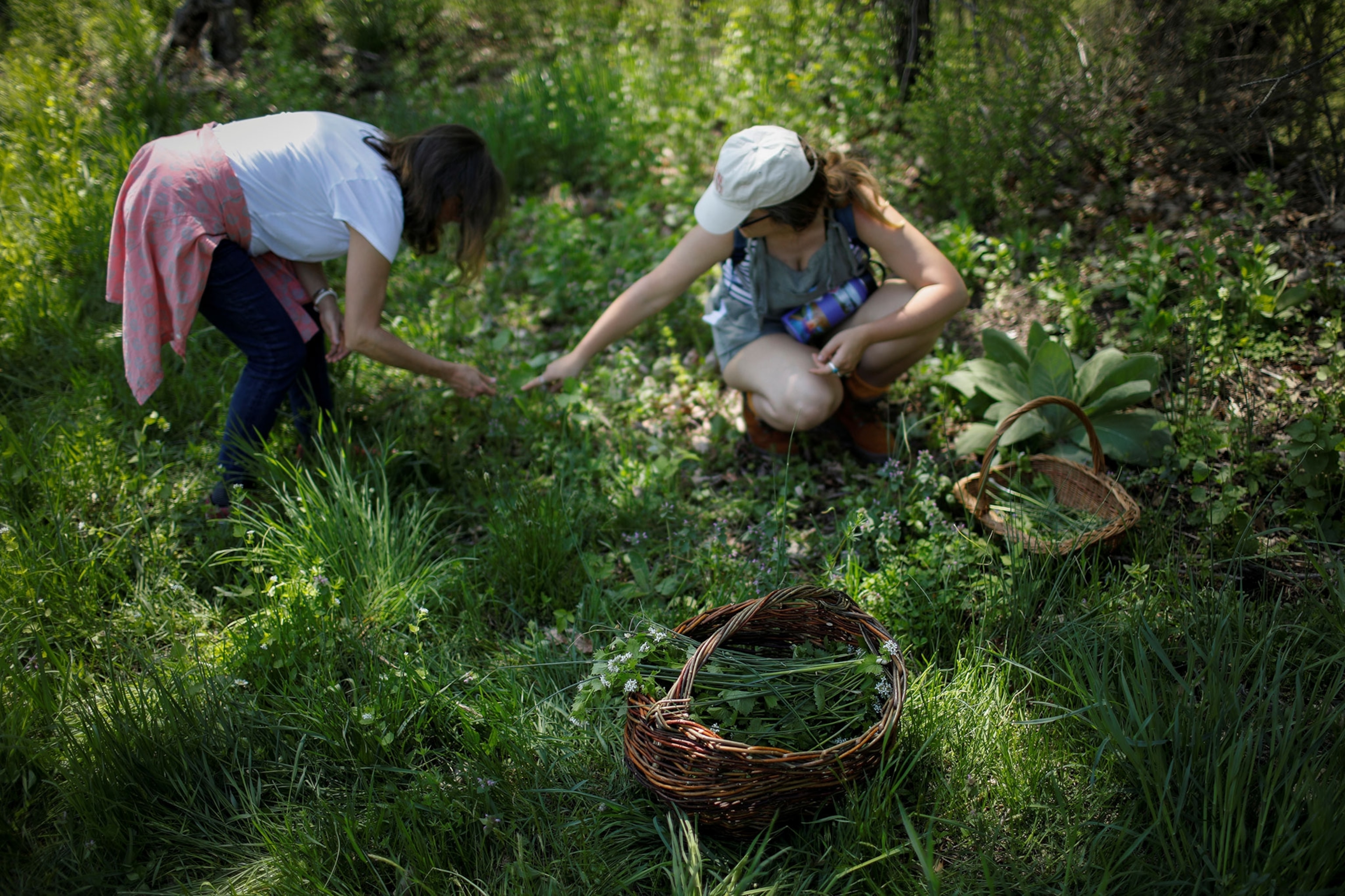 Women gather edible wild plants in a green forest