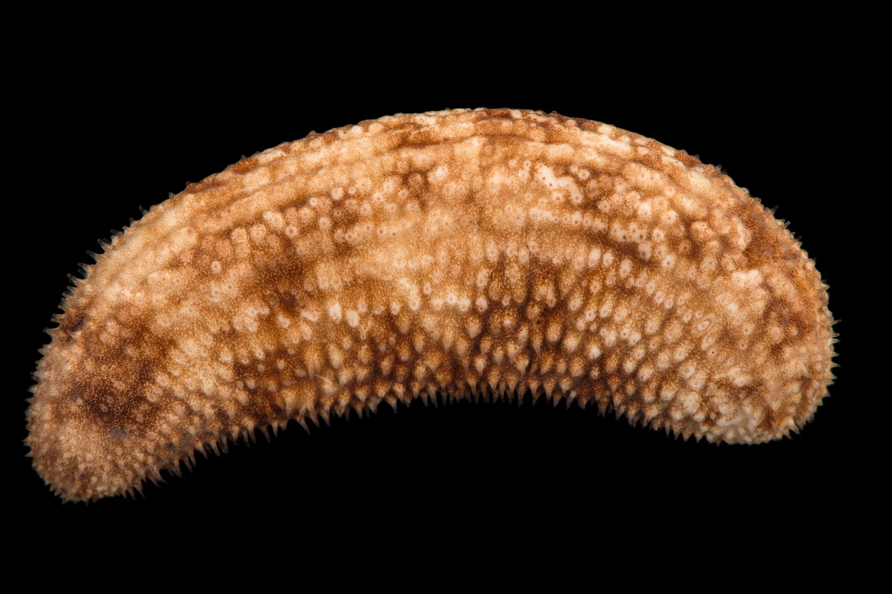 a Mexican spiny sea cucumber (Thyone Mexicana)