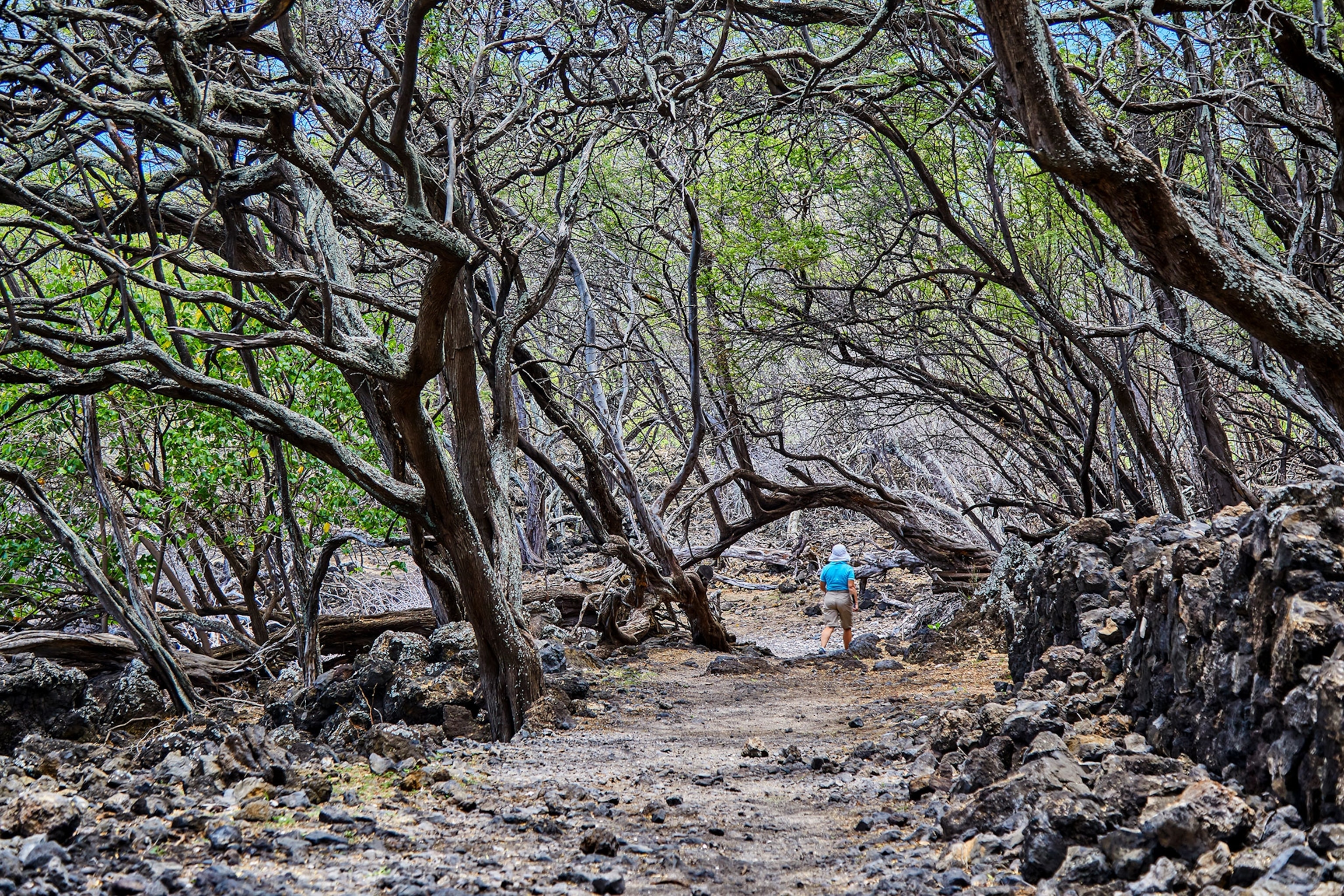 A rocky path, surrounded by twisted, leafless, tree trunks. A person in a white bucket hat, a aqua blue shirt, and khakhi shorts is walking down the path in the distance.