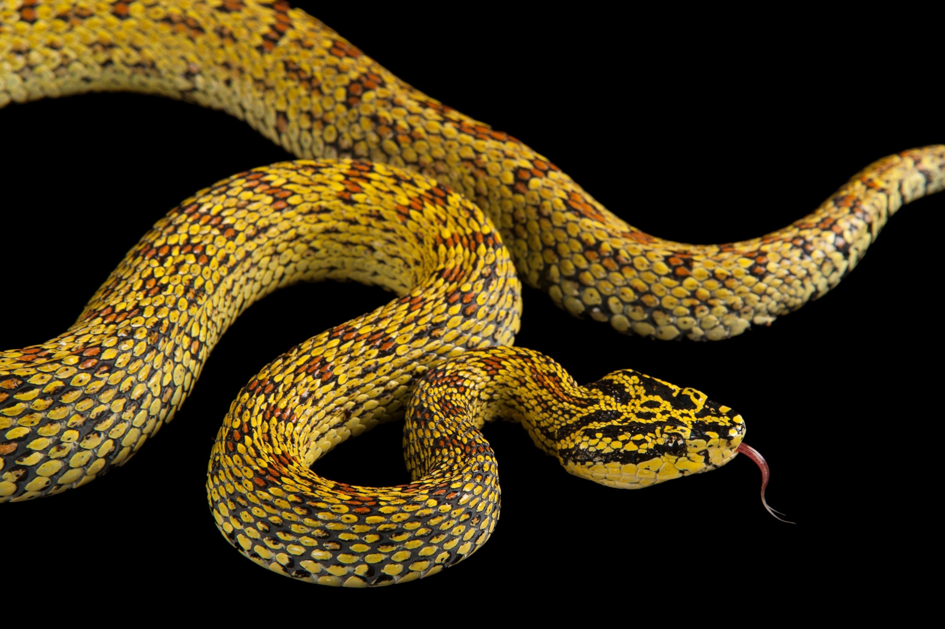 snake