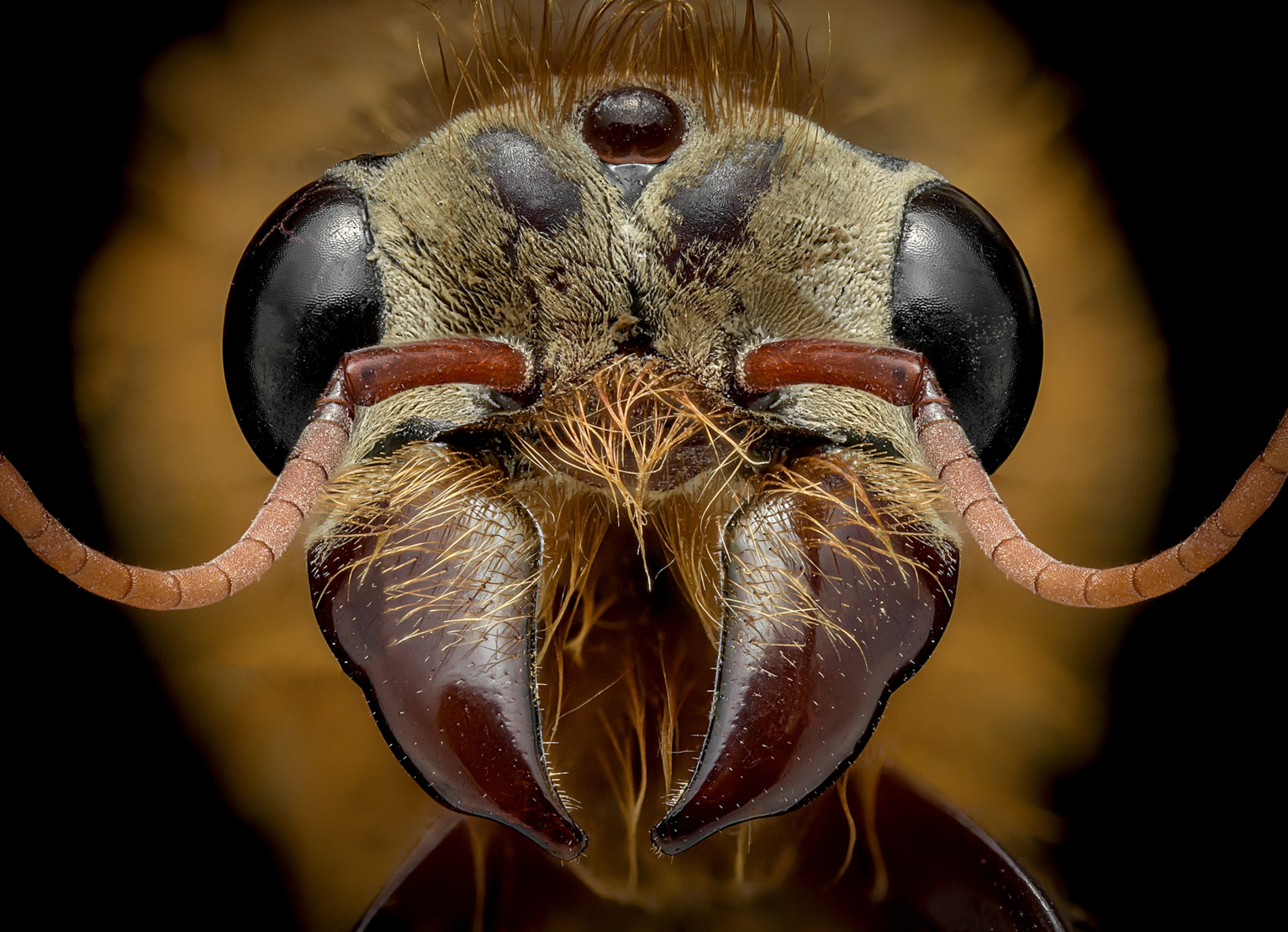 Picture of an ants face very close up of a male Dorylus mayri ant from West Africa