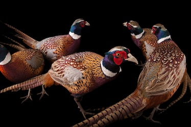 Pheasants standing in group on black background.