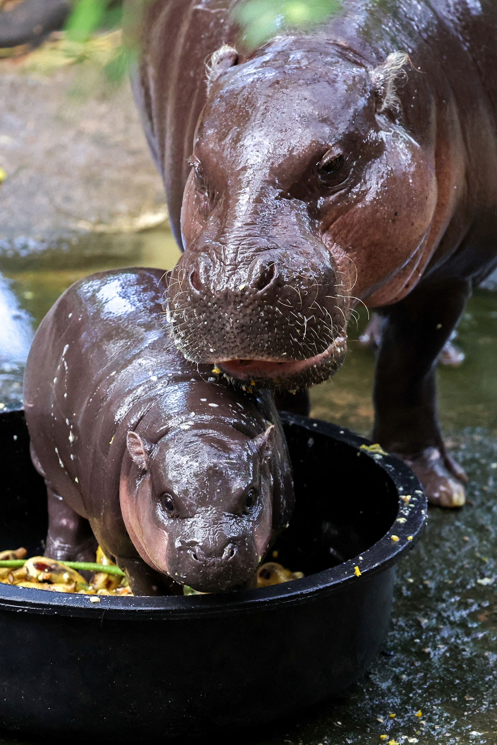 A baby pygmy hippo stands in a small round black bucket filed with food. The hippos mother stands over the baby while they eat in a zoo.