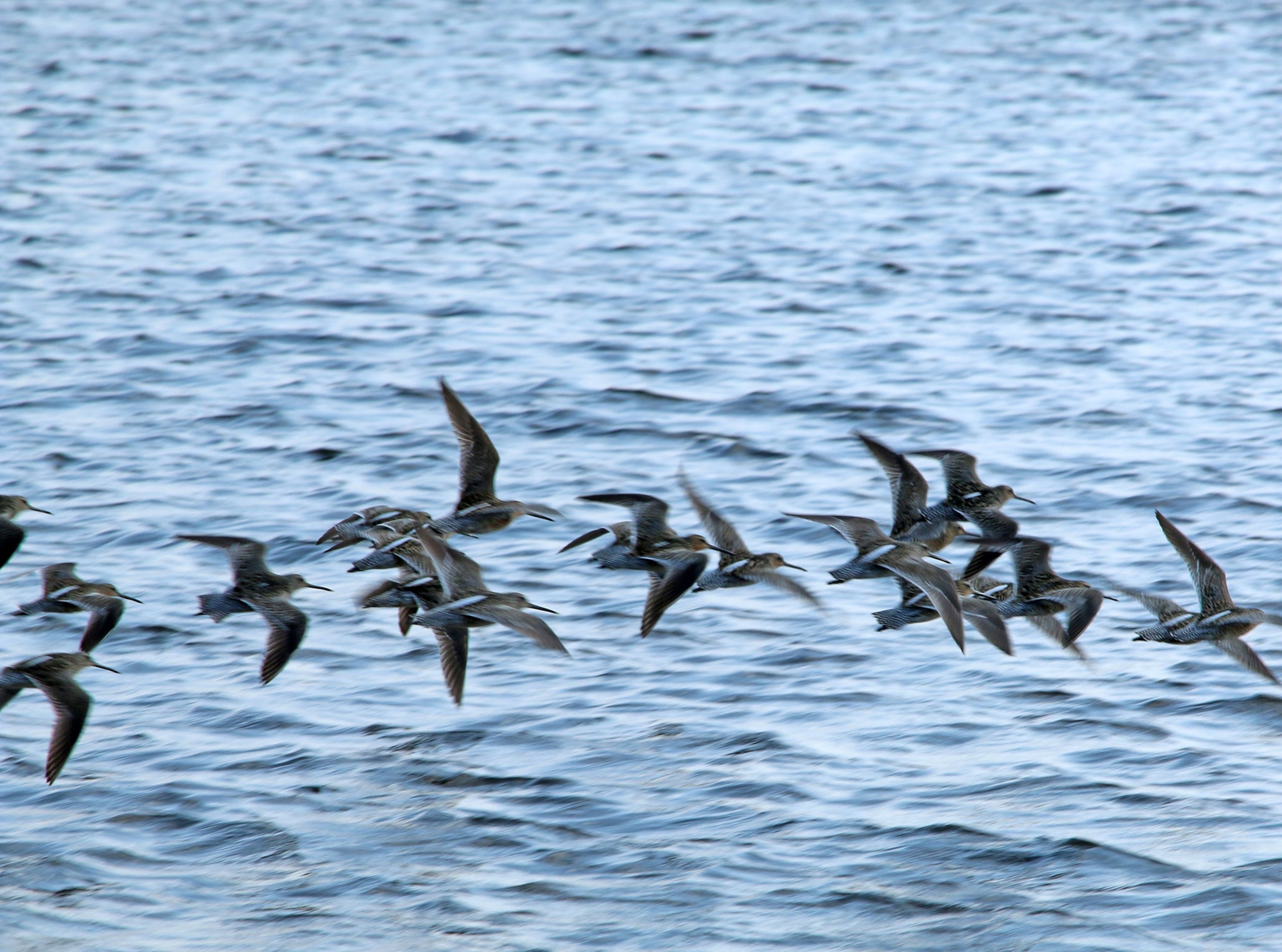 migrating dowitchers in flight