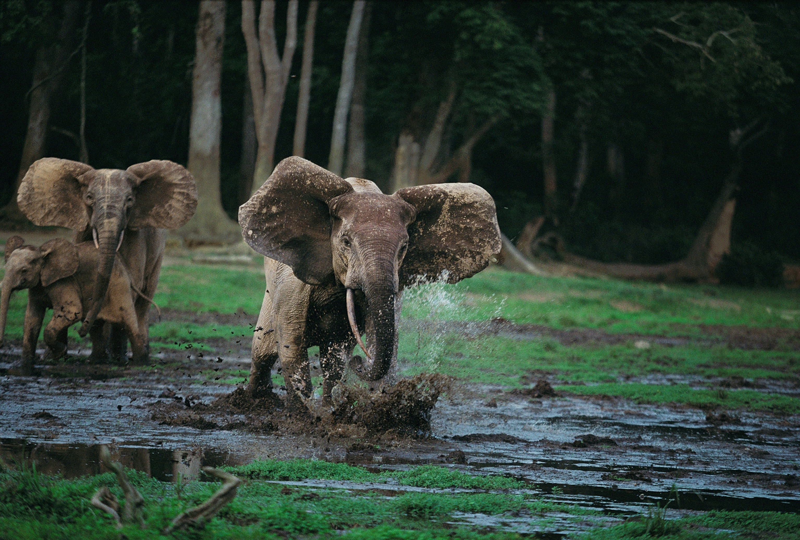 elephants