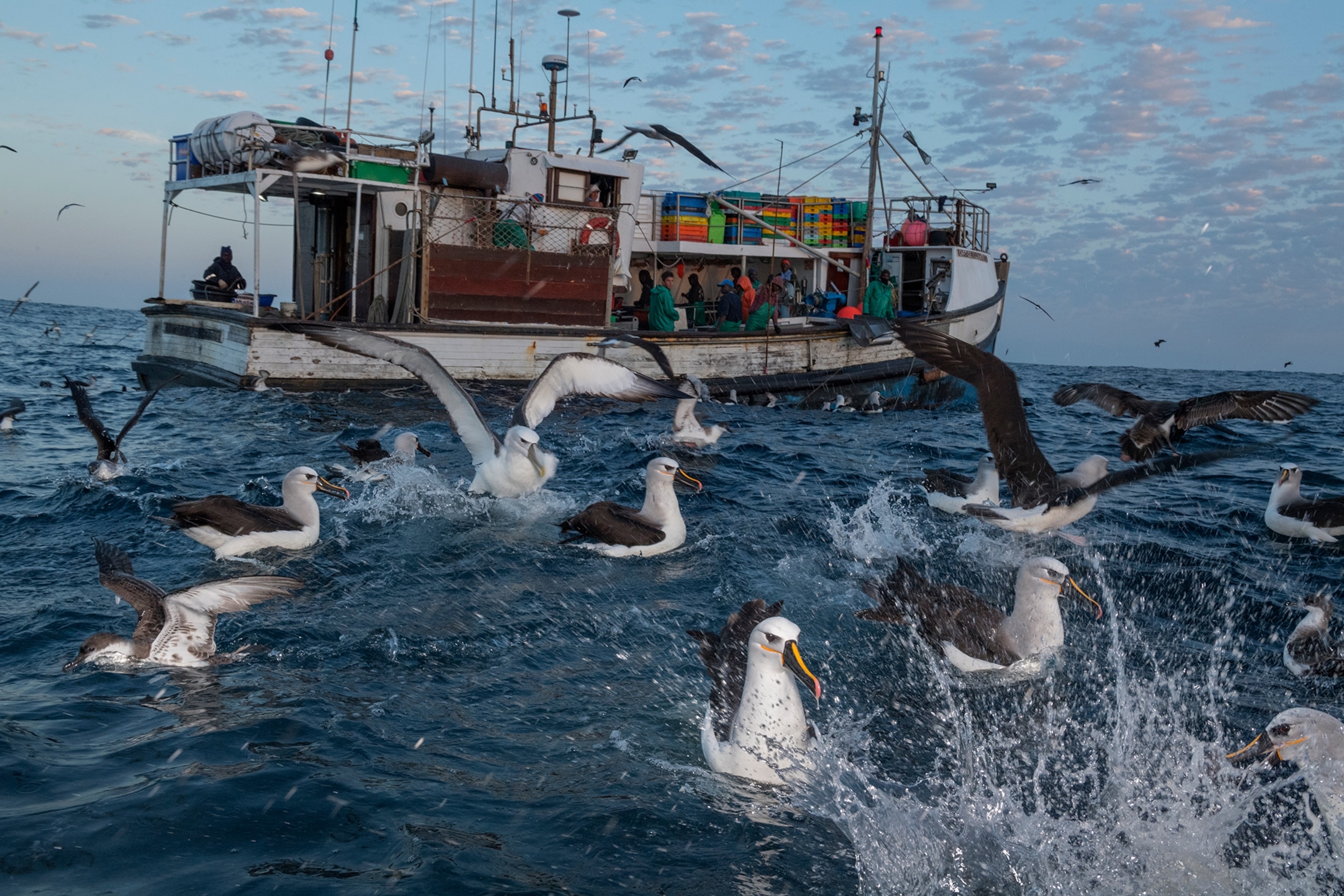 seabirds fighting for sardines