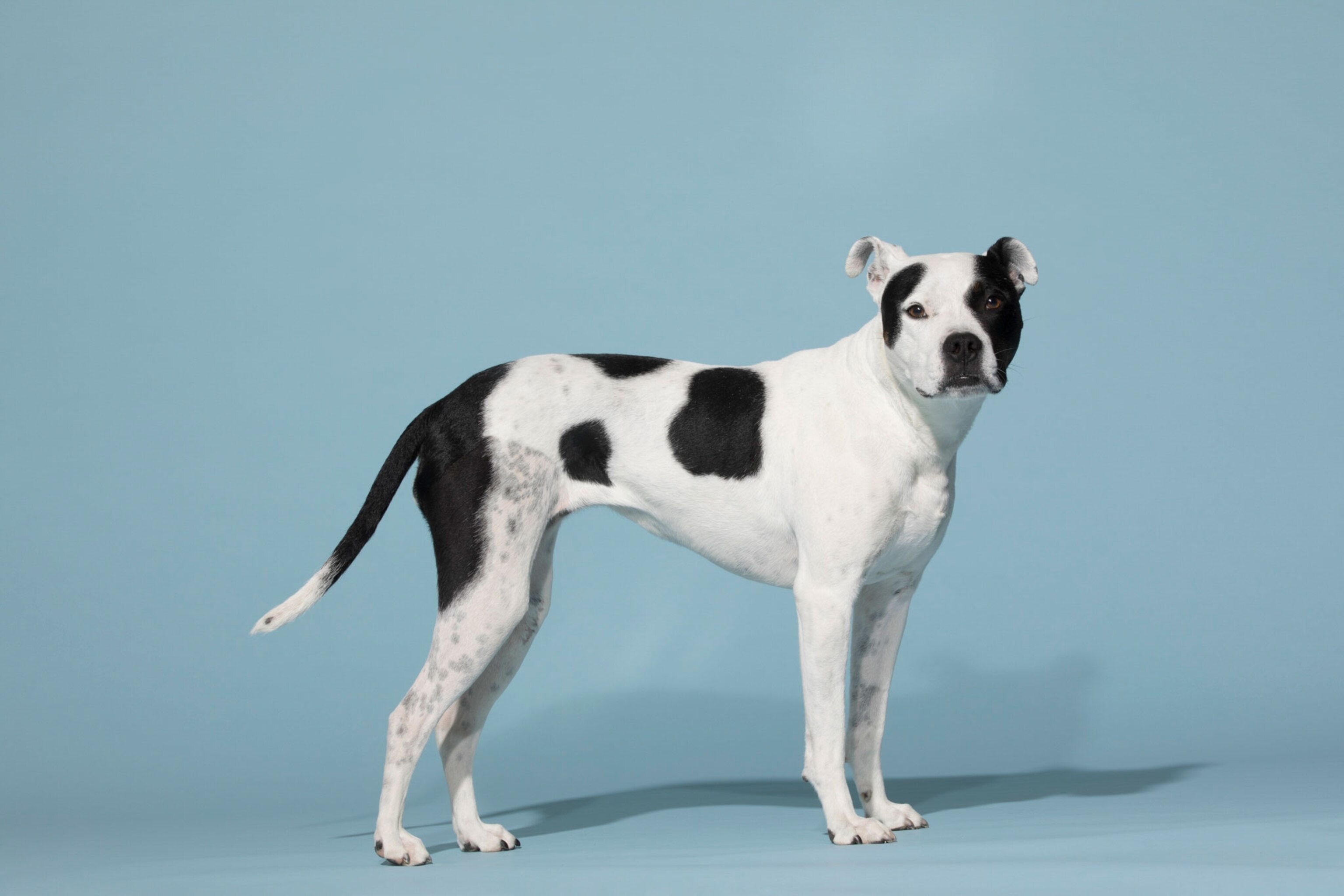 a dog named Birdie