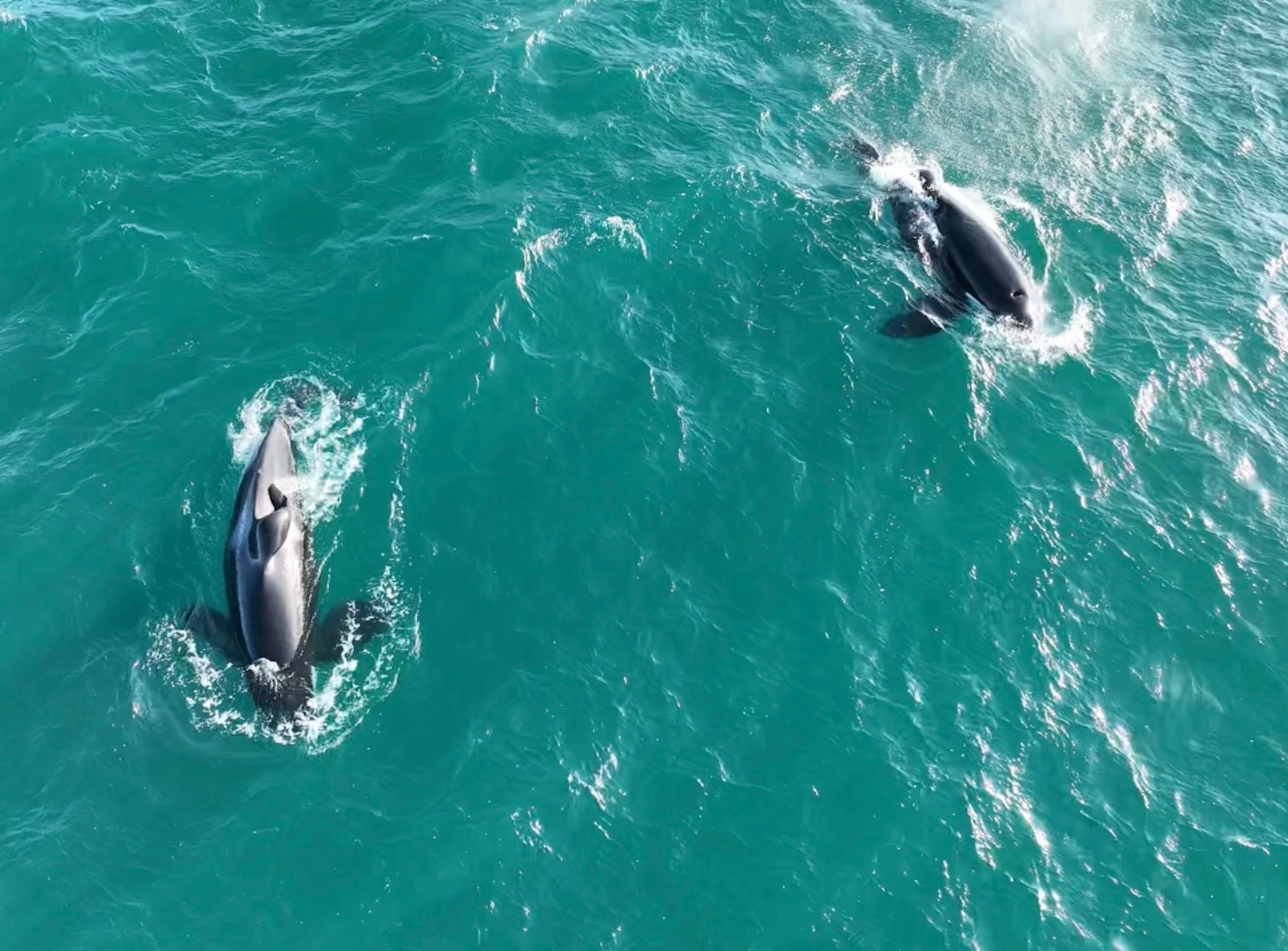 Two Orcas from top view swimming together in teal blue water.