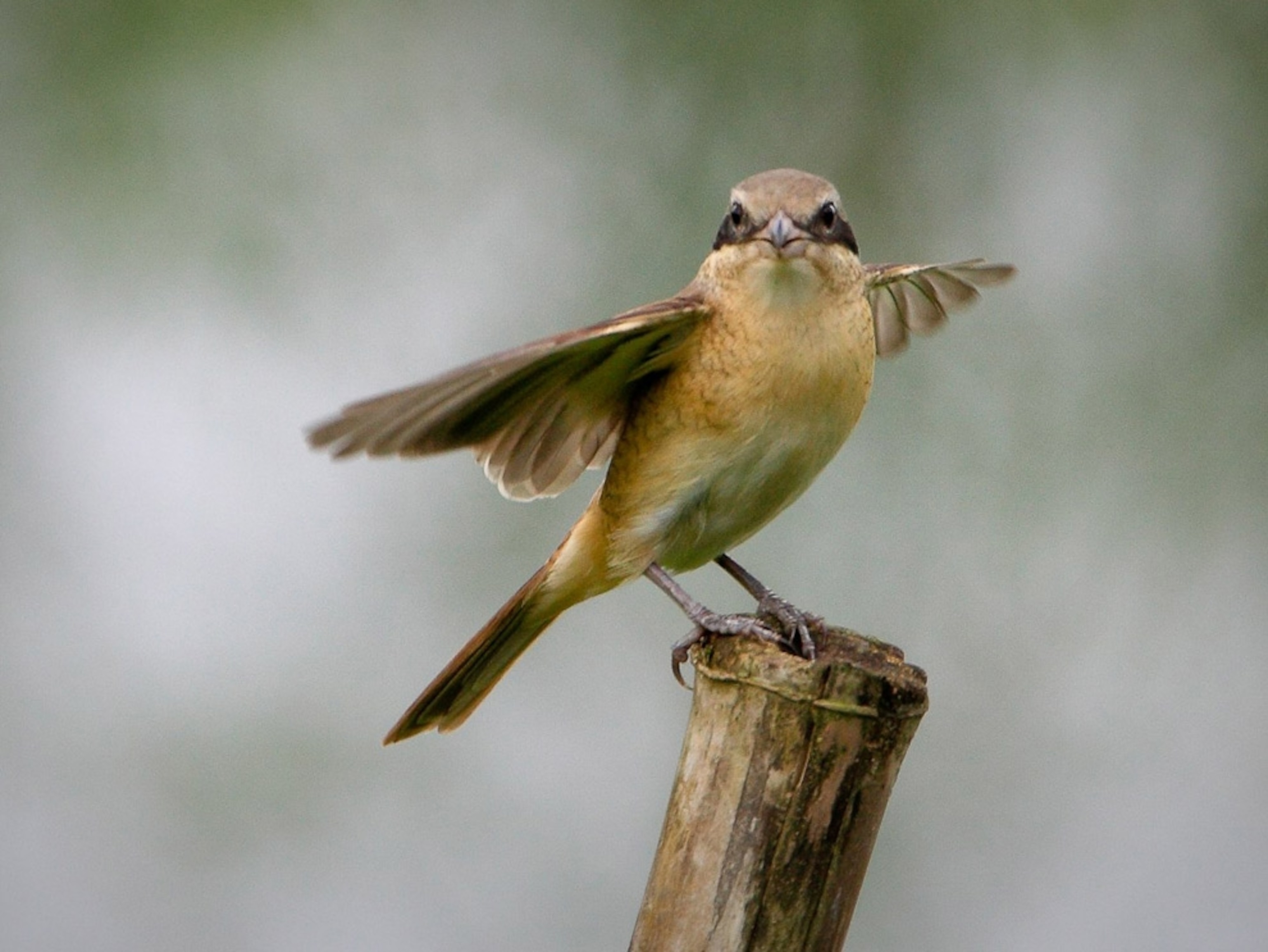 A bird on a post flapping its wings
