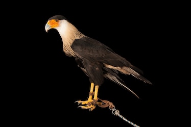 A bird with a red beak and a tan colored head against a black background