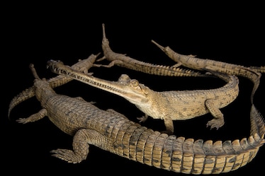 gharials