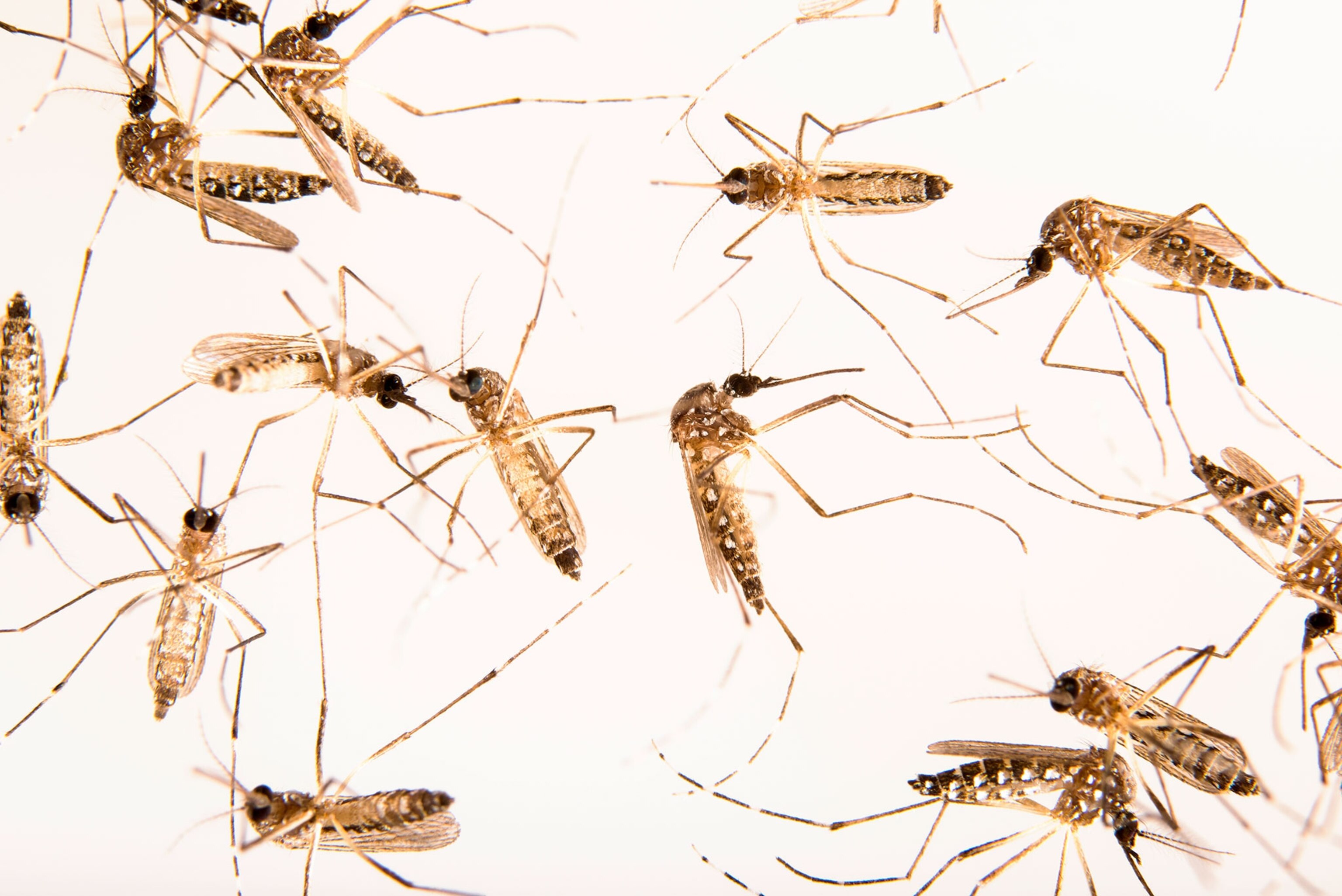 Mosquitos scattered across a white background.