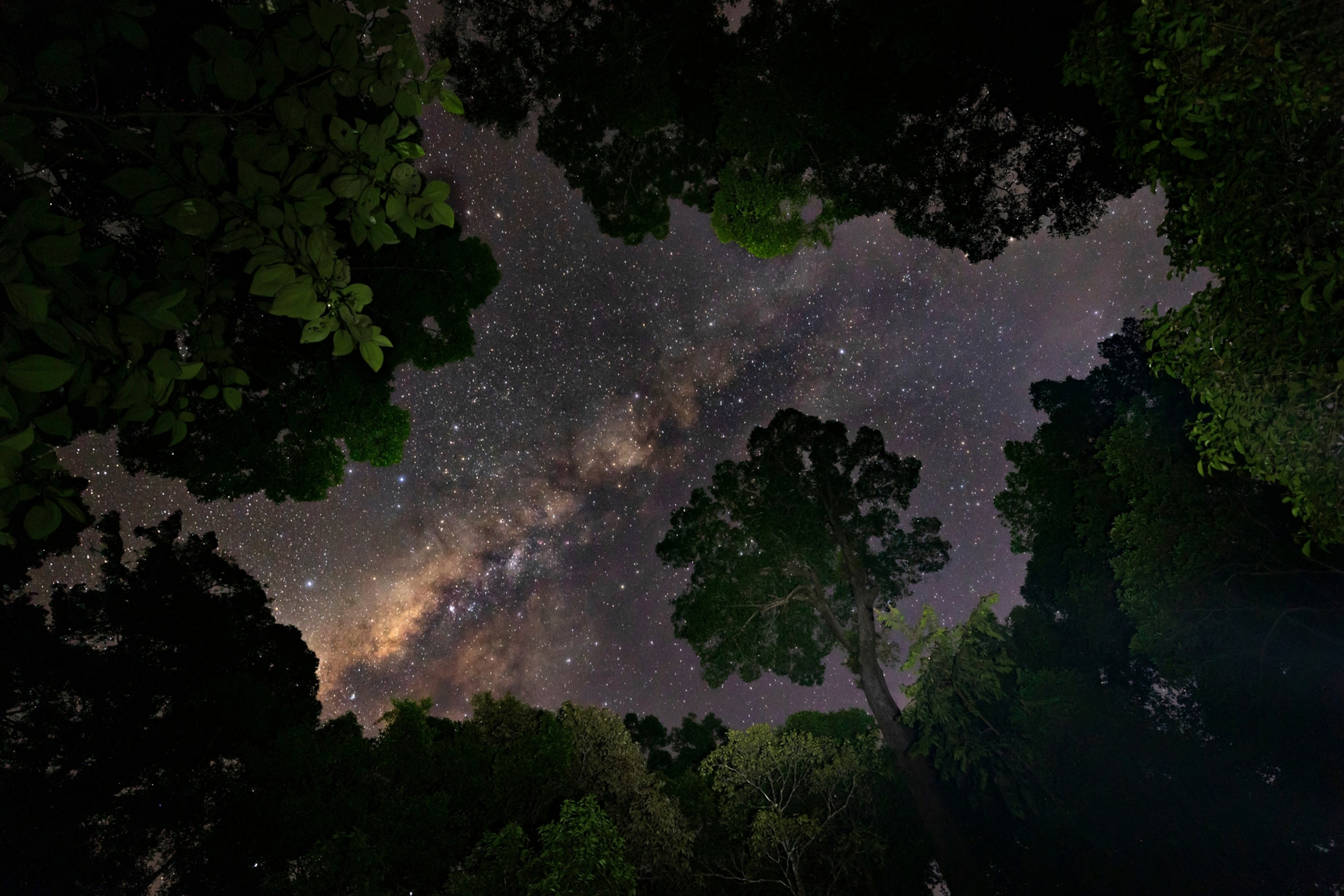 The Milky Way comes into view through a gap in the canopy. The sky is purple and bright with stars.