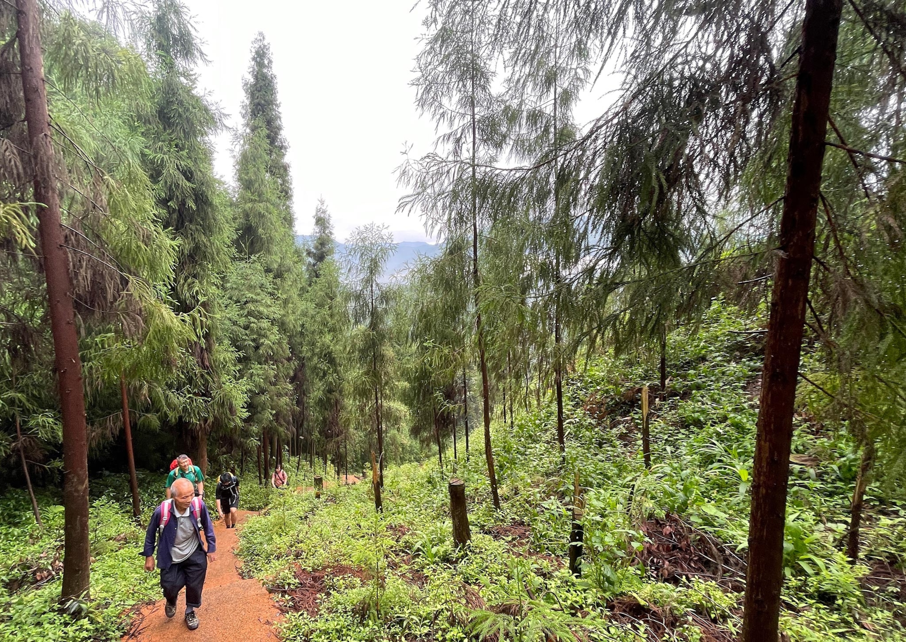 Photo of people walking on trail in forest