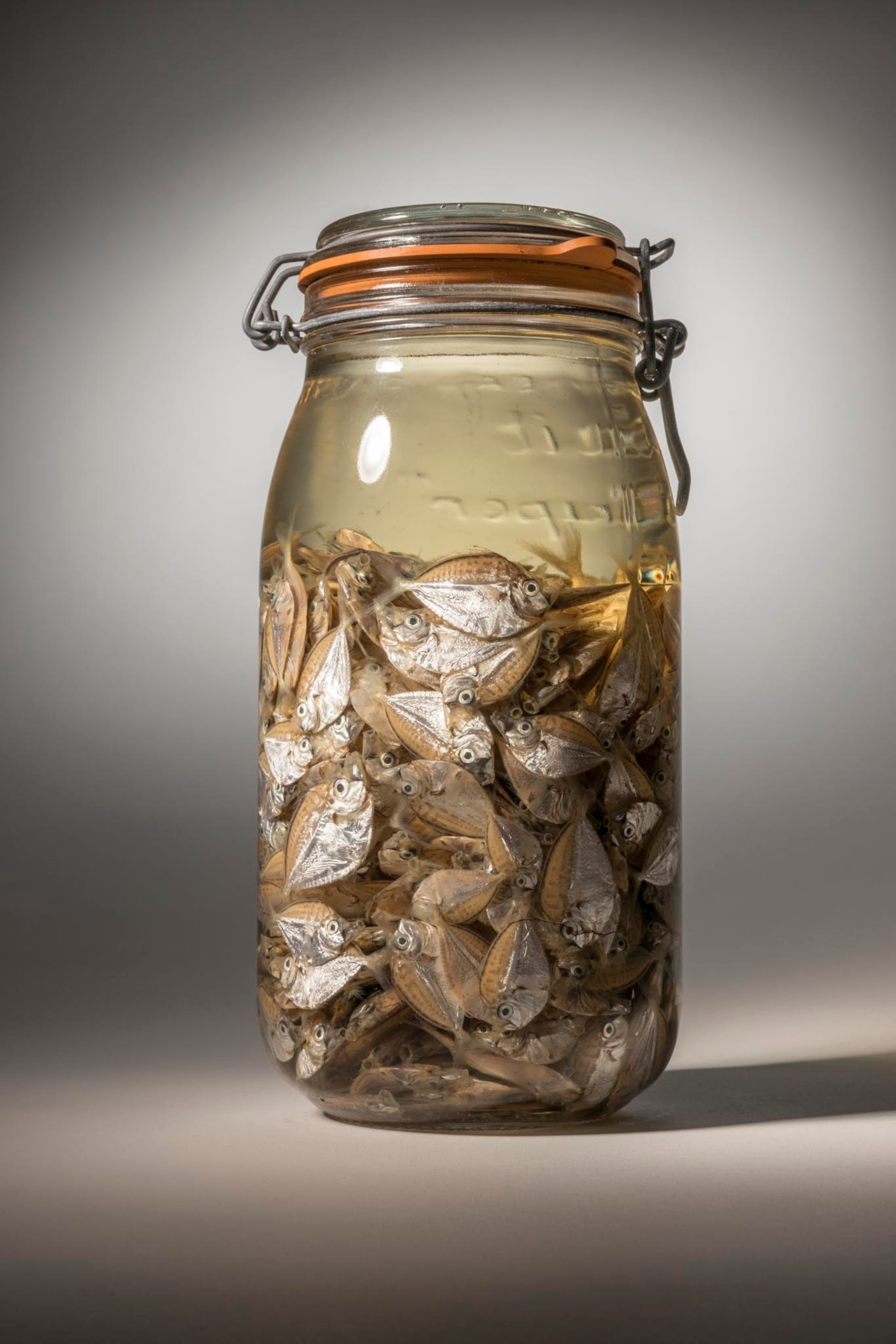 deep pugnose ponyfish in a jar