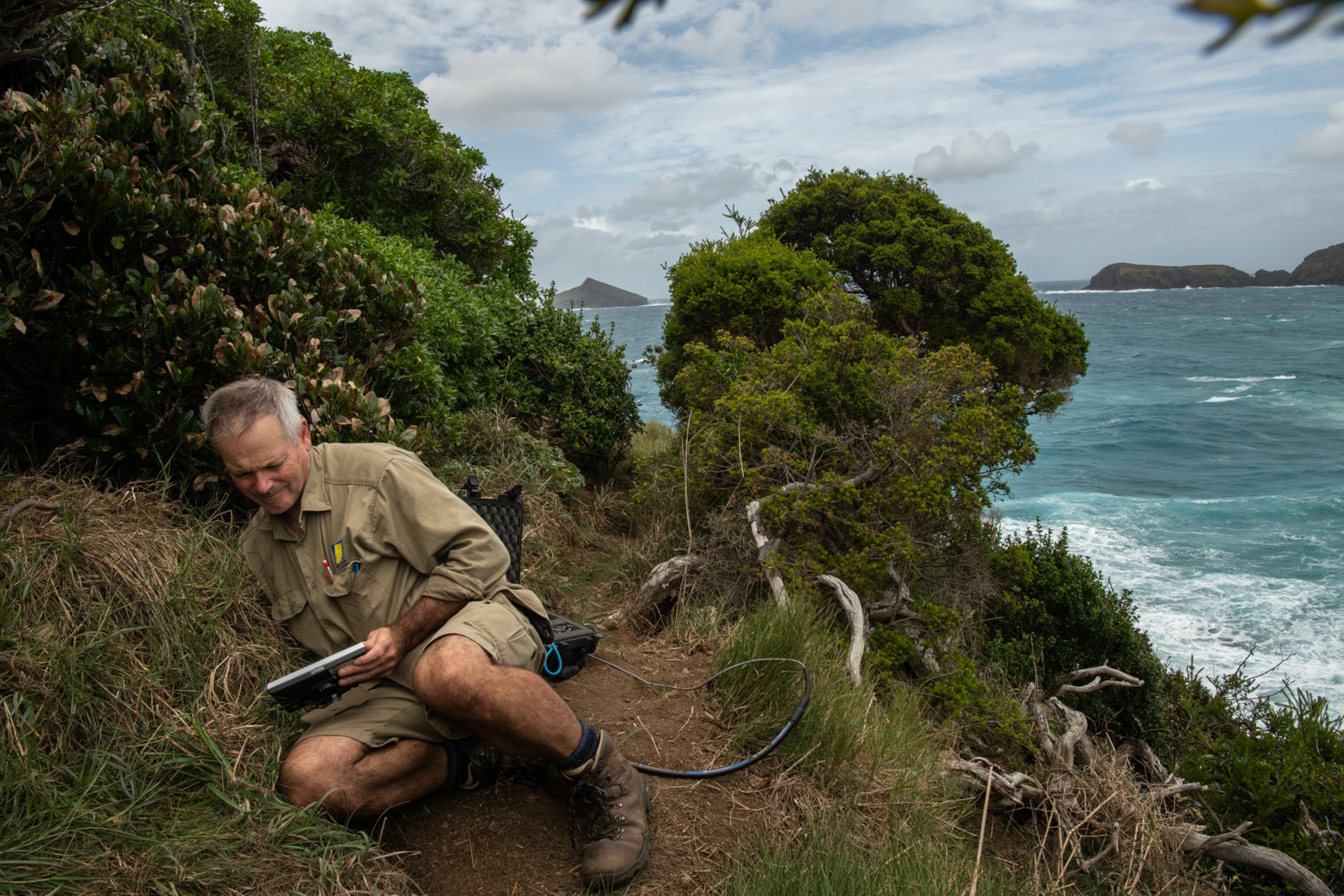 a man reaches into a hole where a nest of petrels is located