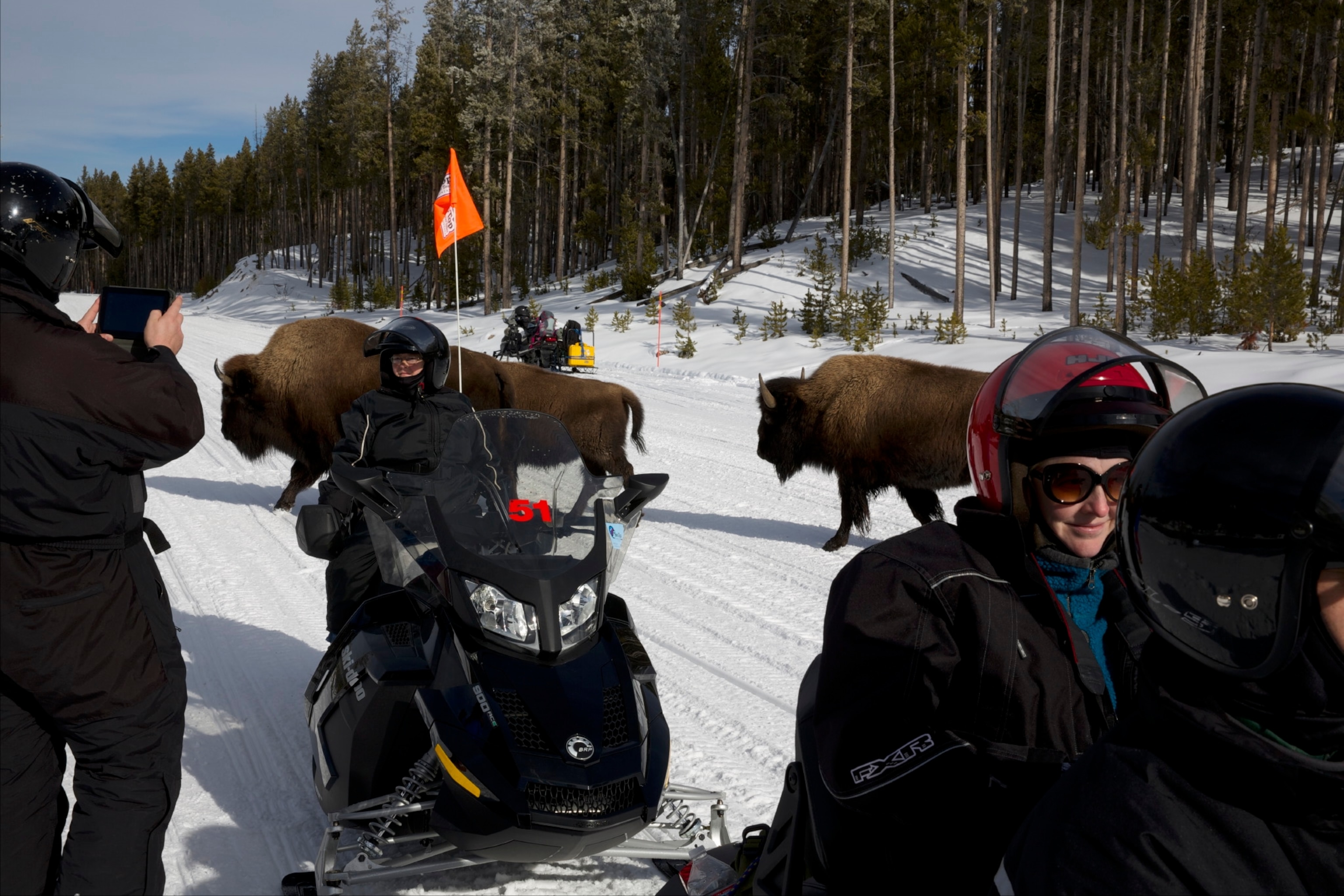 People riding snowmobiles with bison in the background
