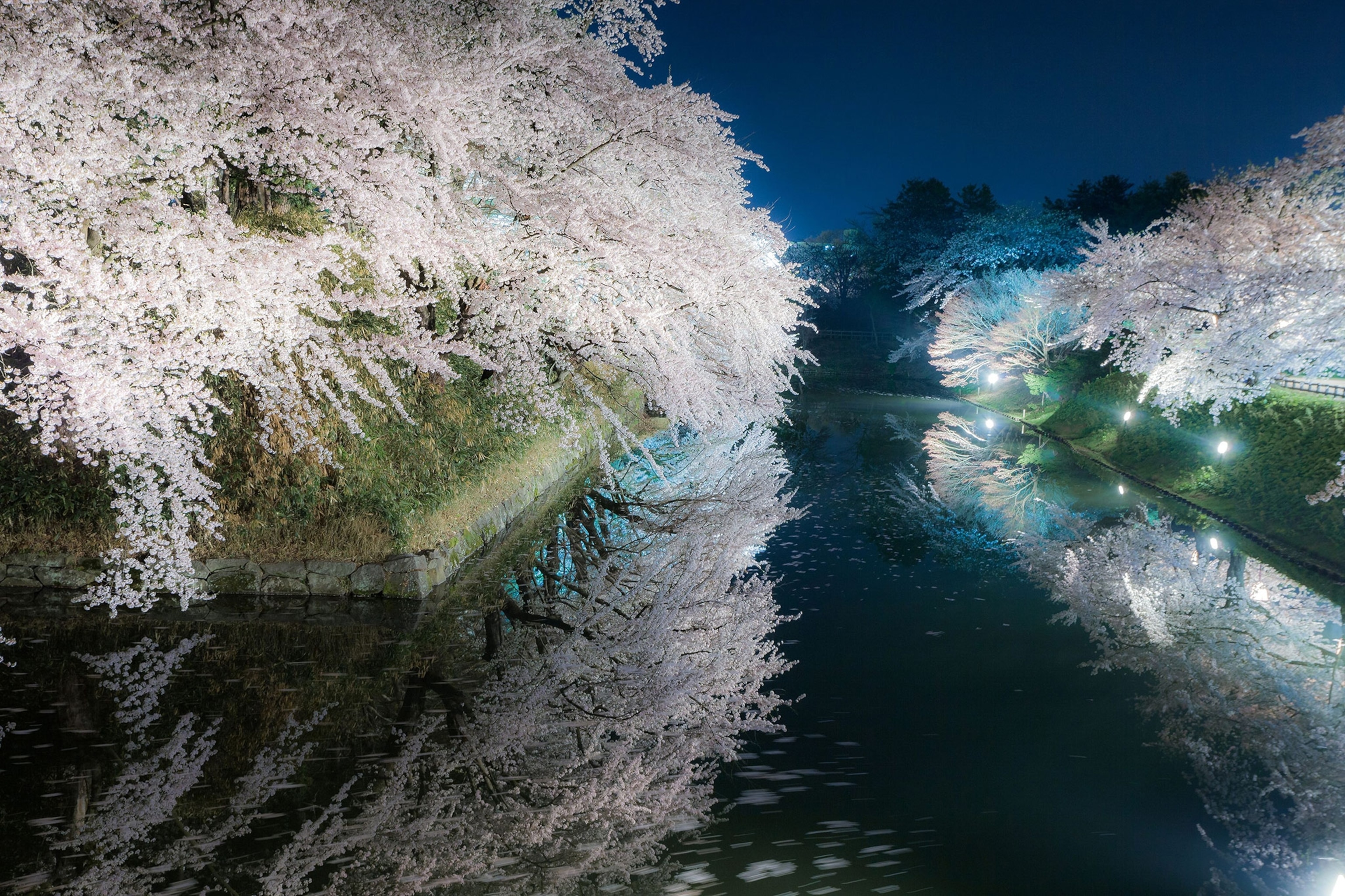 A nighttime photo of cherry blossoms on the edge over water