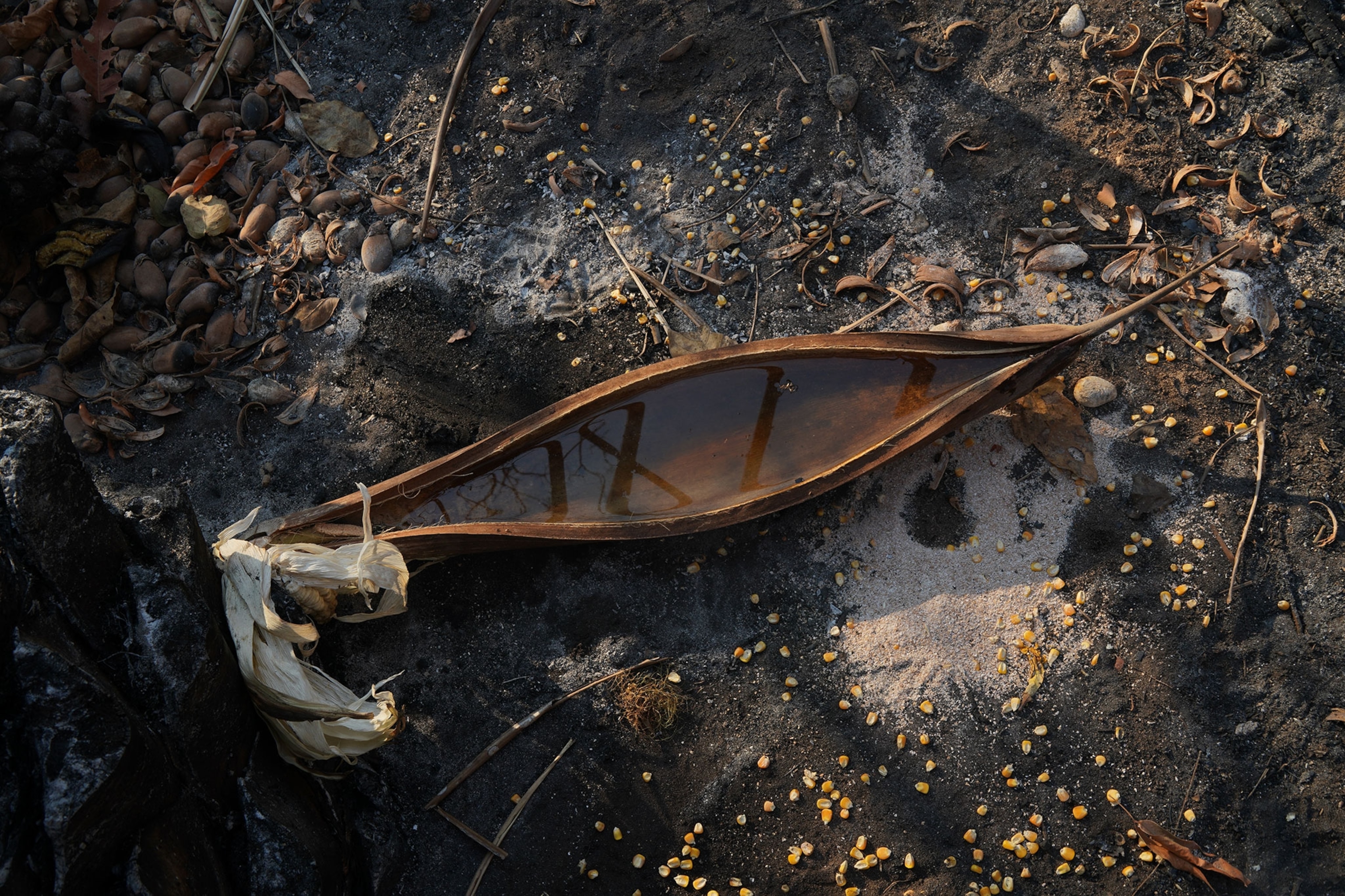 water placed outside to help animals nearby survive