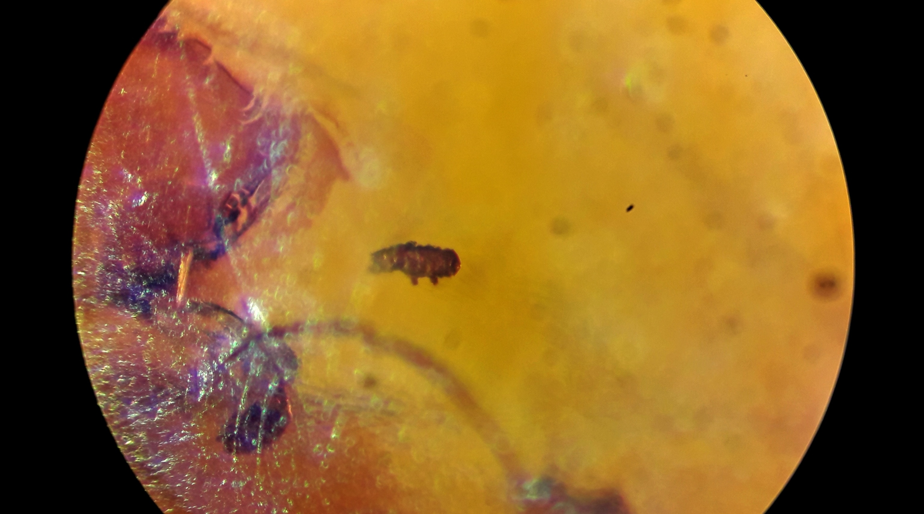 The tardigrade looks like a speck in the golden color of the amber. 