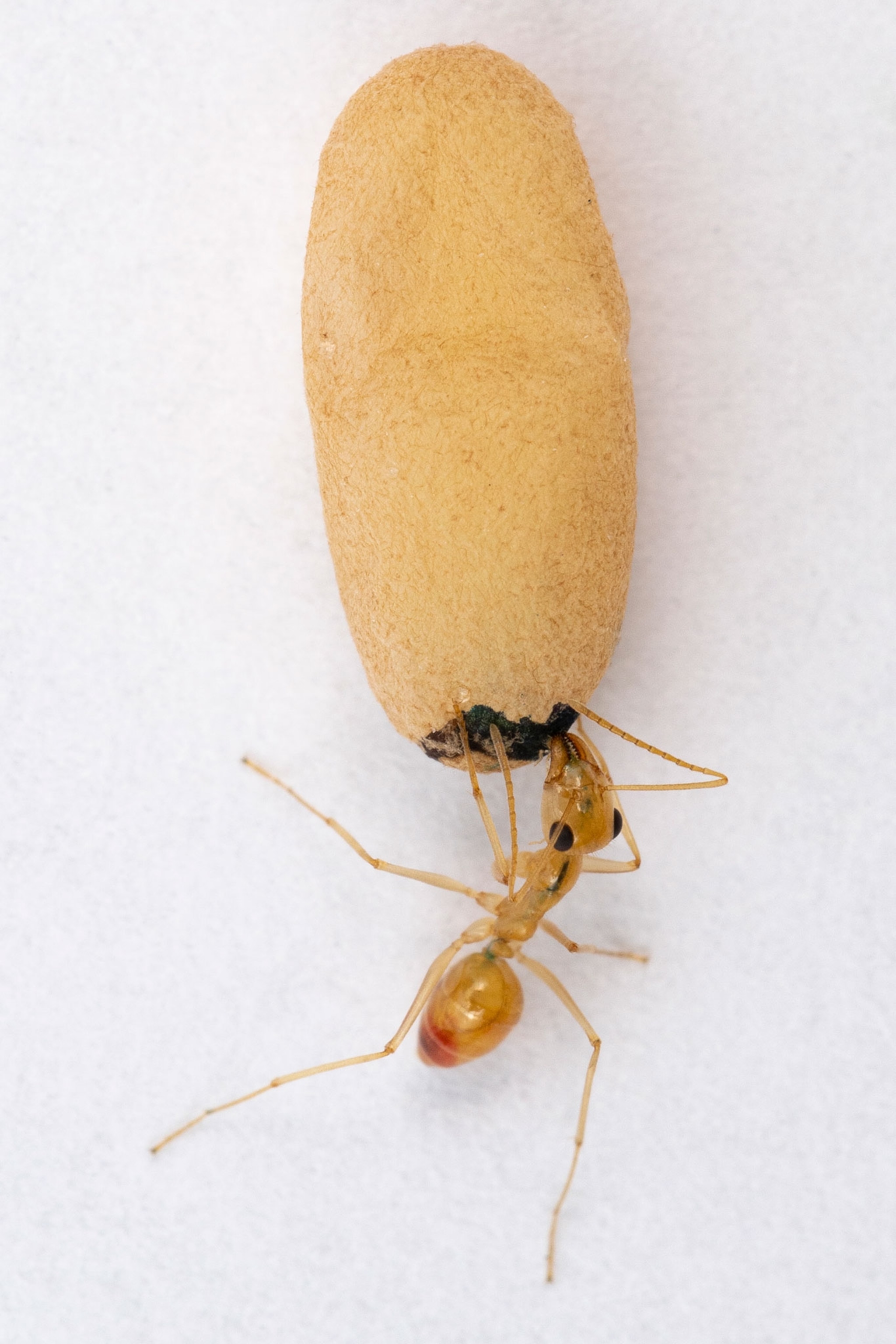 A honey pot ant yellow in color, drinks from an oval cocoon.