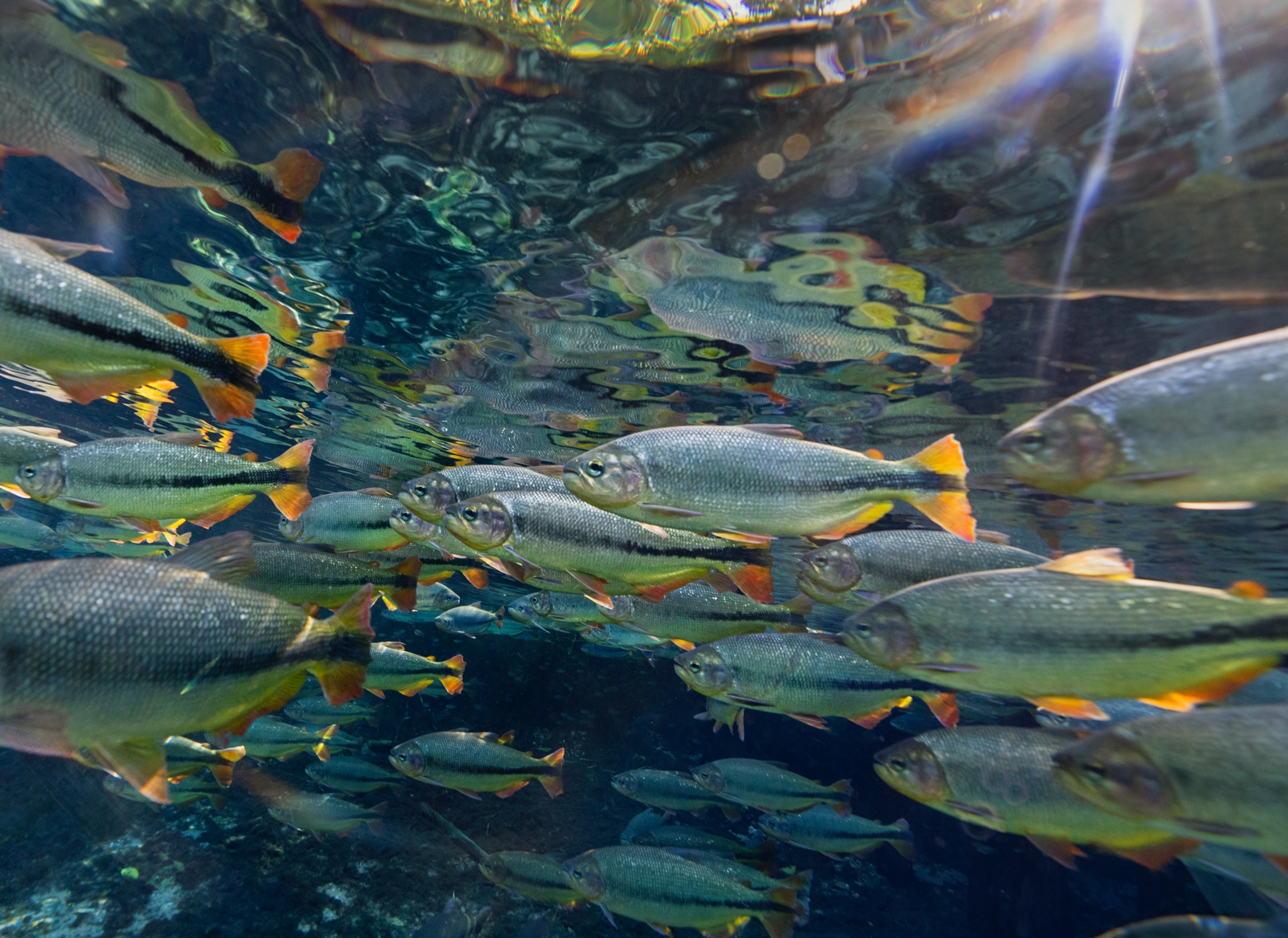 Shimmering golden dorados swim in the tropical waters of the Cerrado’s Rio da Prata.