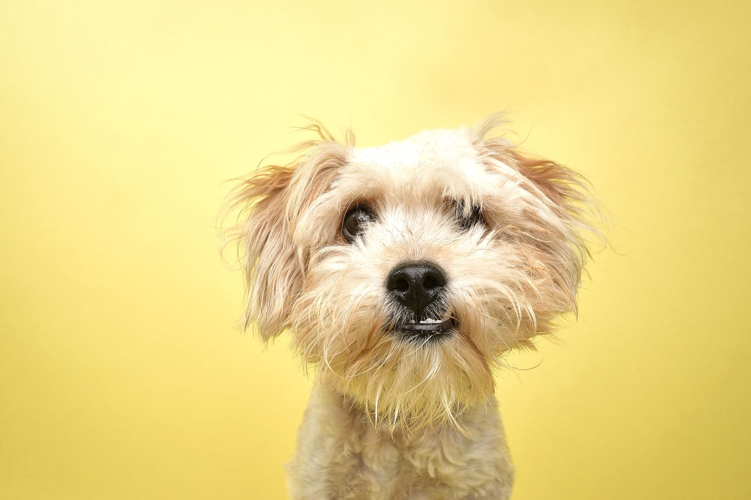 A mixed breed Poodle/Terrier mix from the shoulders up against a yellow background