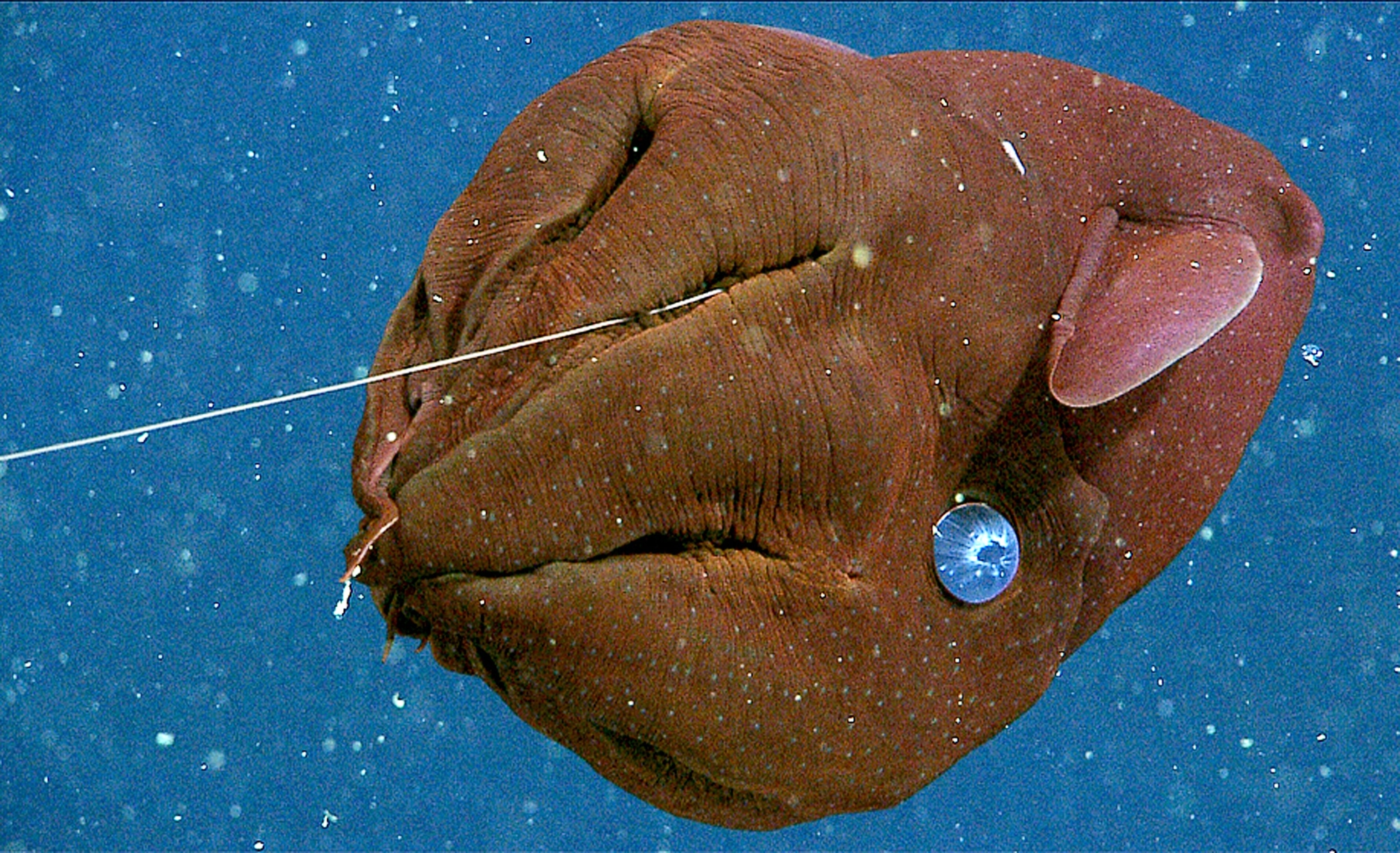 Vampire squid picture
