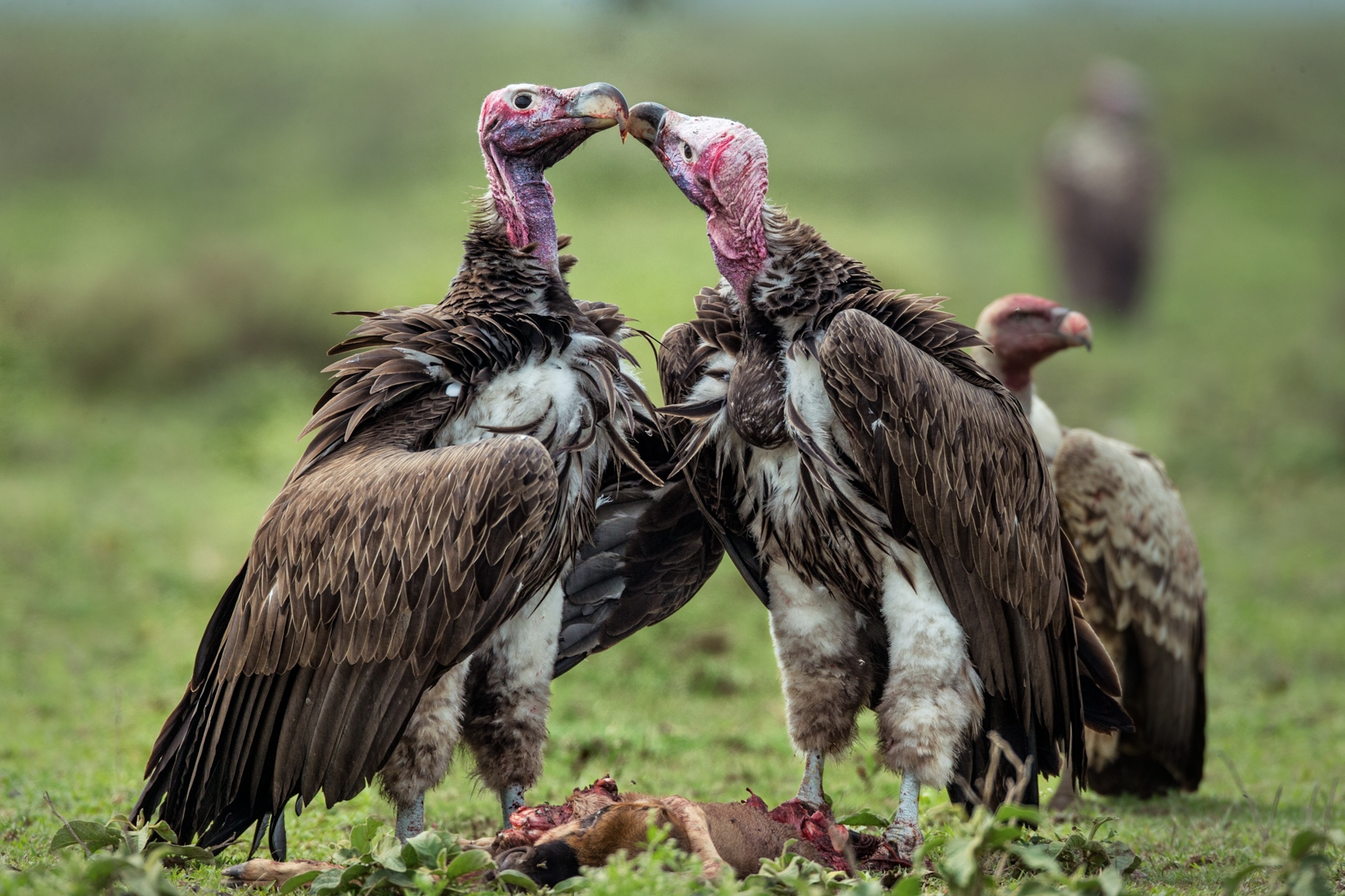 two vultures being affectionate