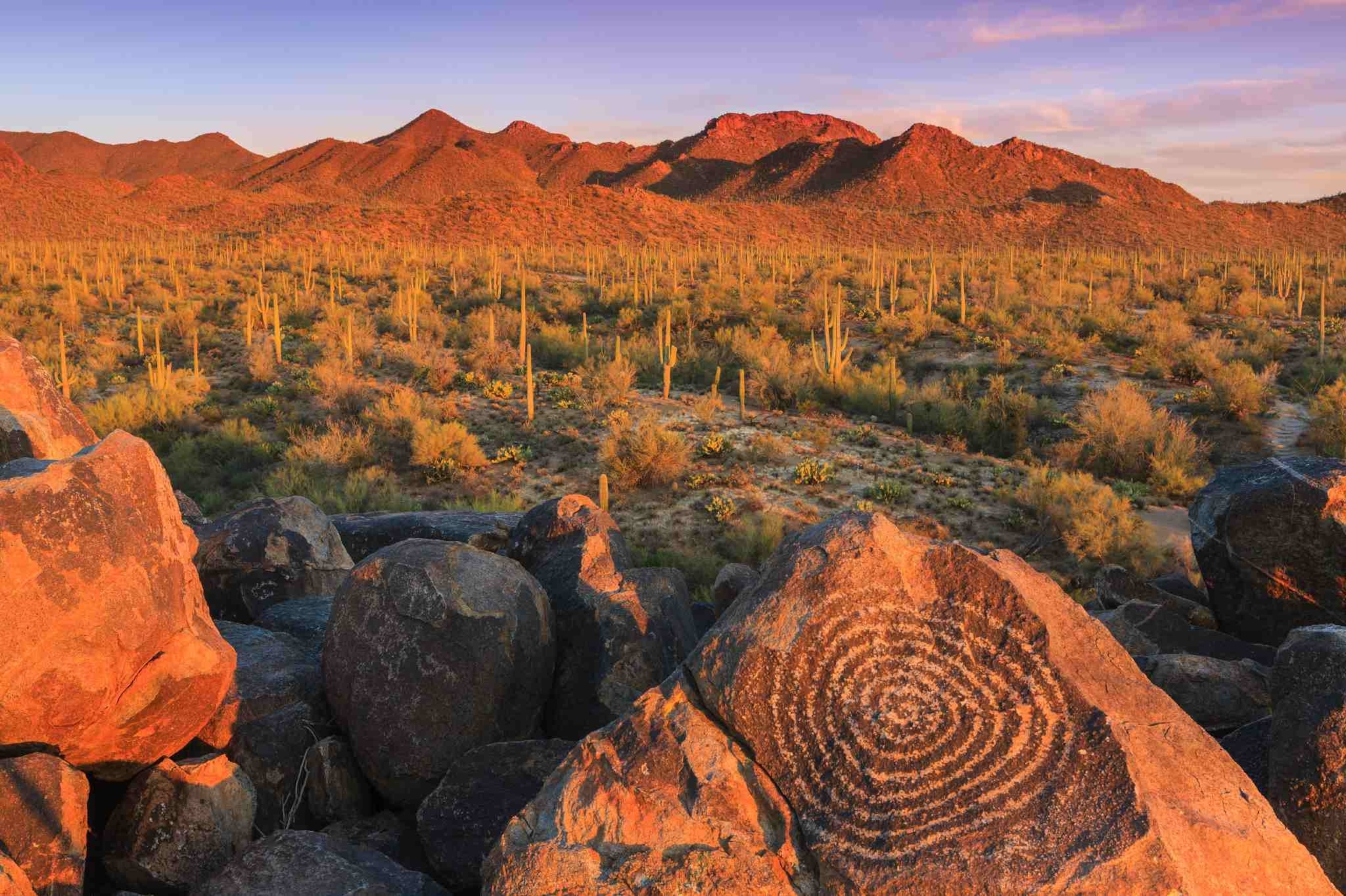 an ancient spiral design is seen on a rock in a cactus filled desert