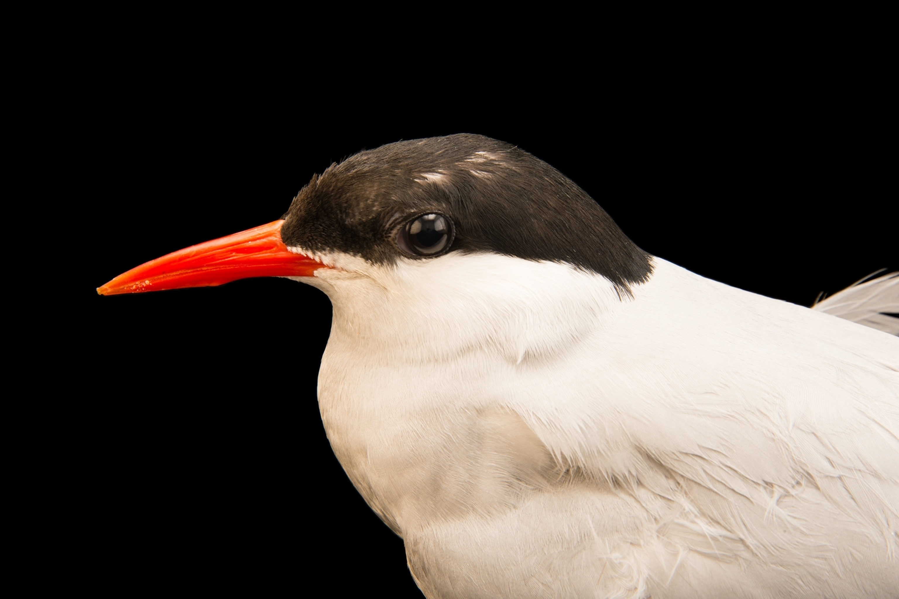 an arctic tern