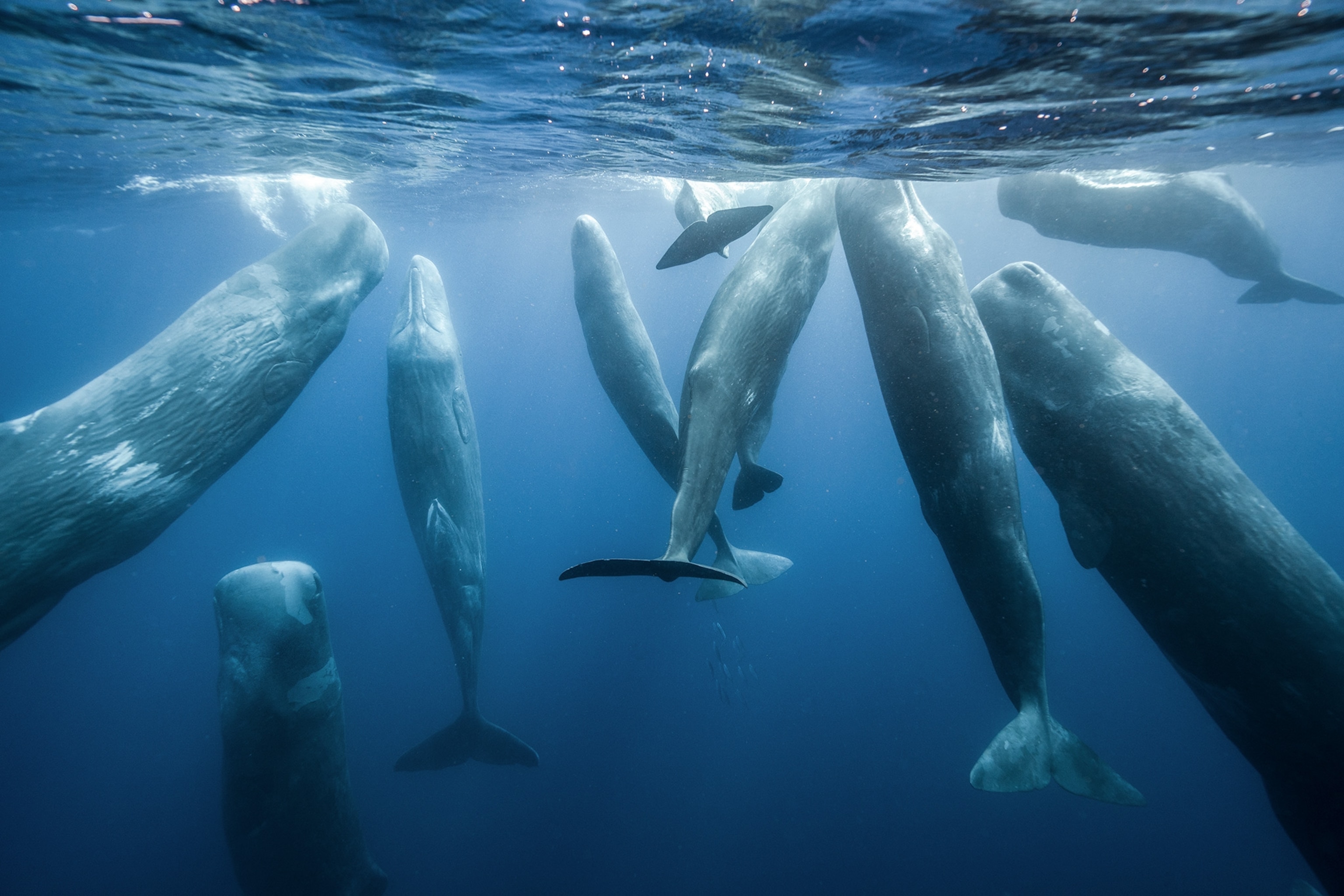 Whales swim towards the surface light illuminating them and the water as they swim closer to the surface.