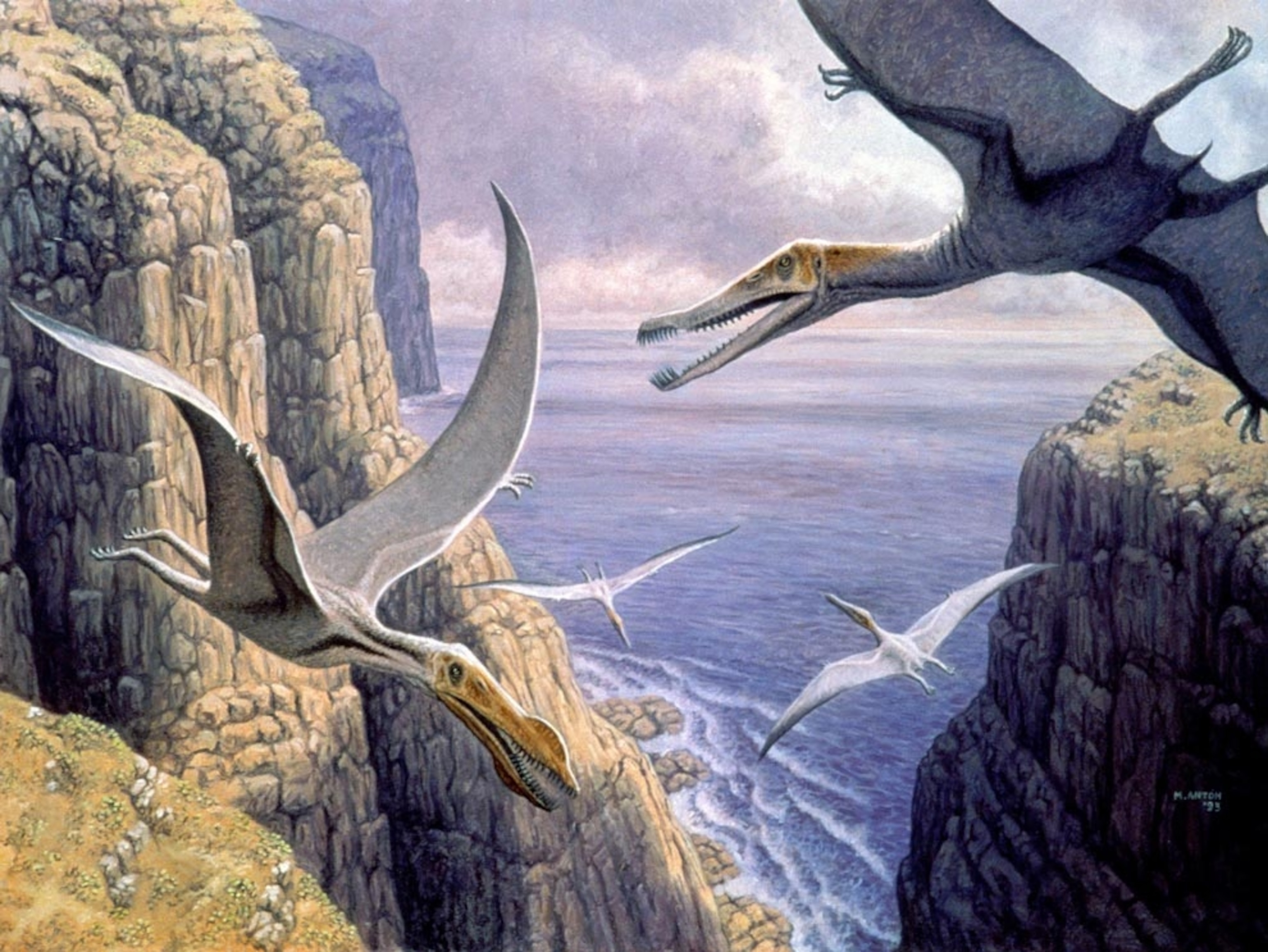 Image: Artwork of flying pterosaurs.