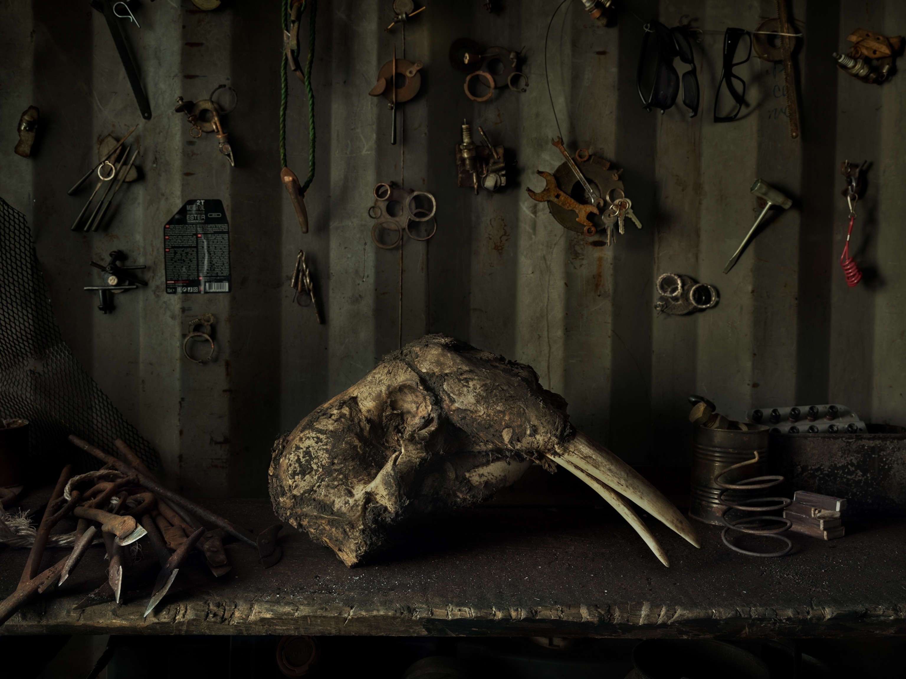 a walrus skull on a table with hunters gears hung on a wall above it.
