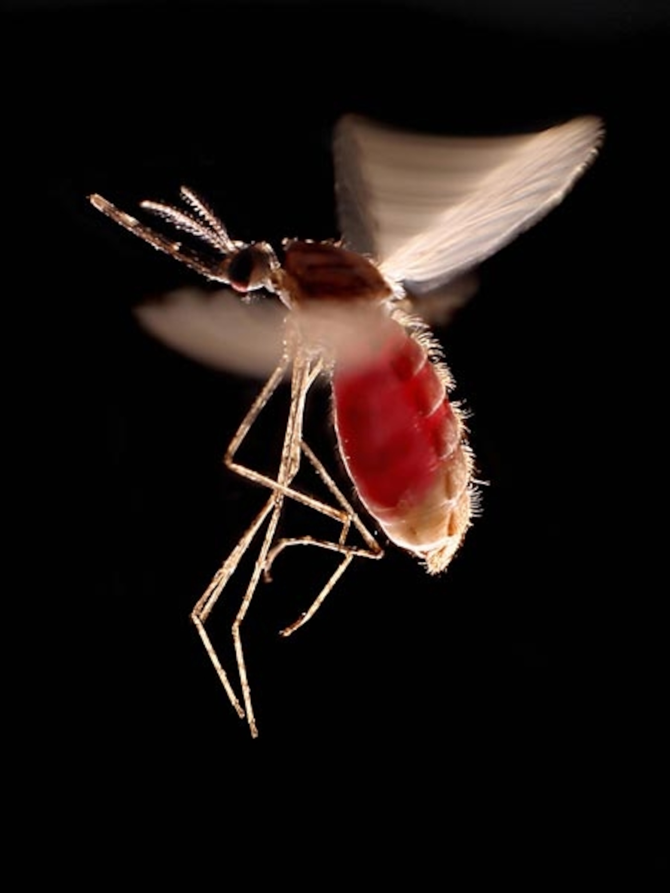 Anopheles mosquito