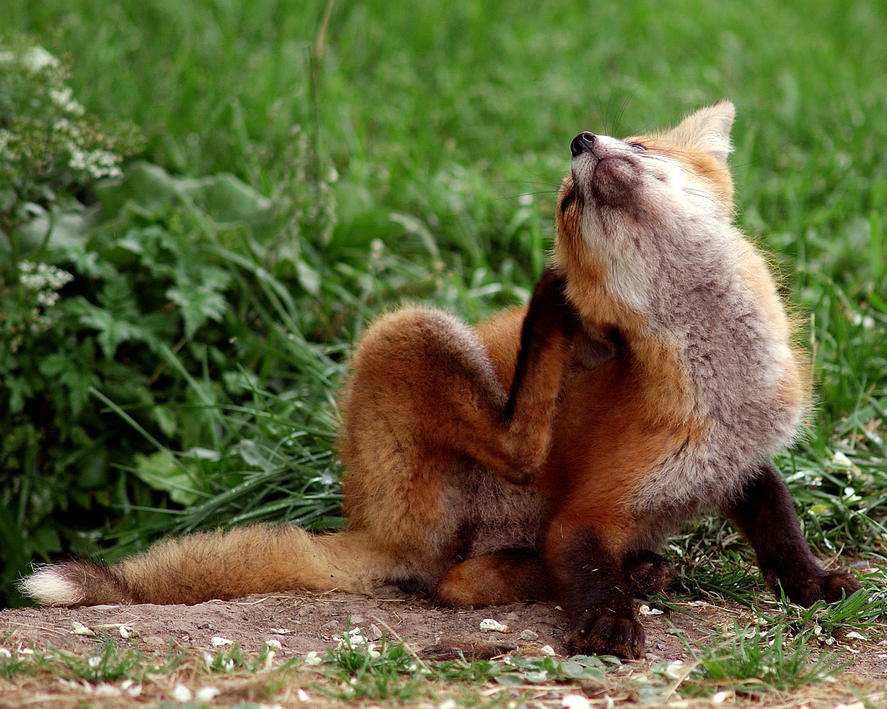 animal scratching